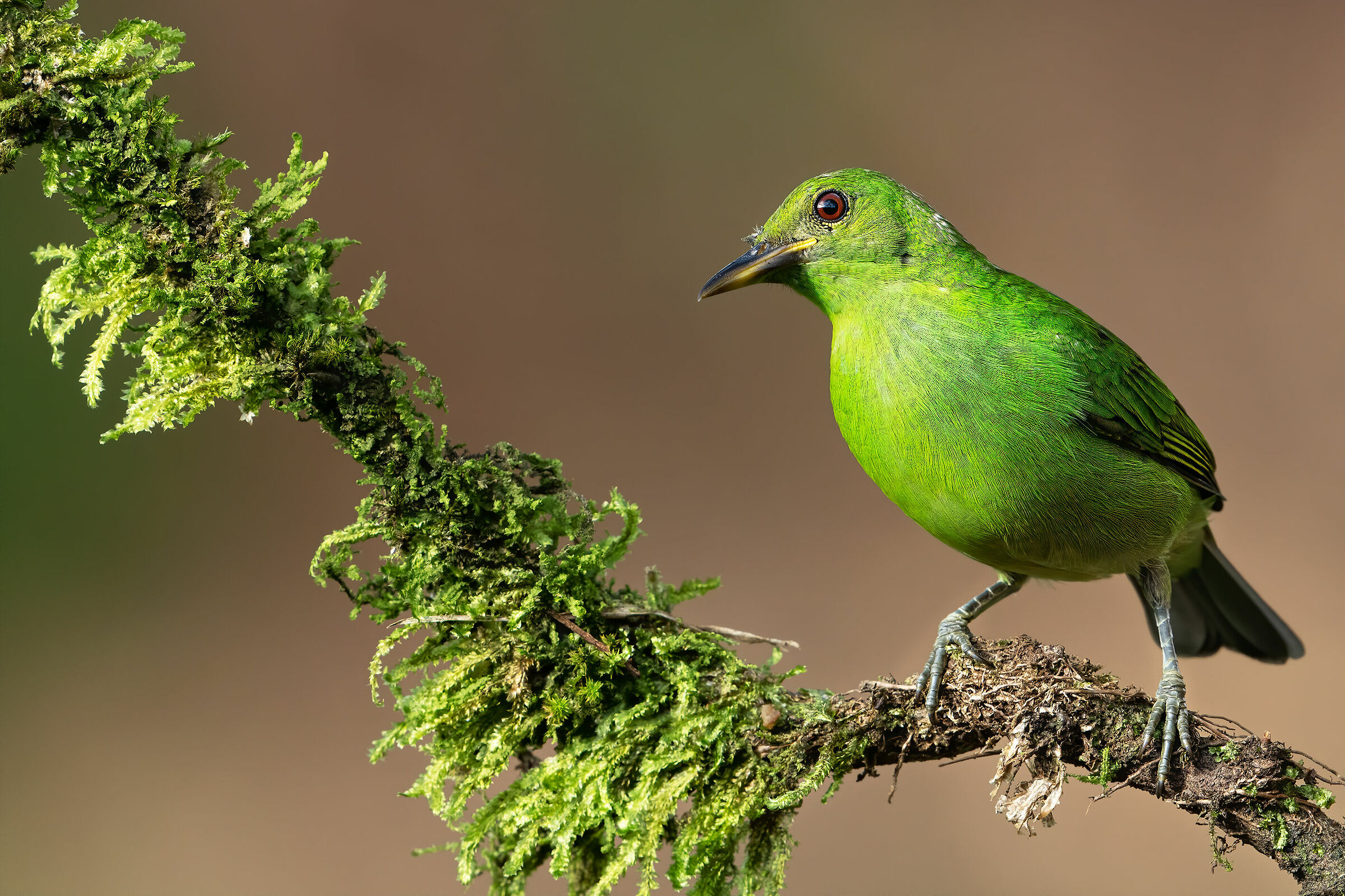 Honeycreeper Chlorophanes femmina, Costarica