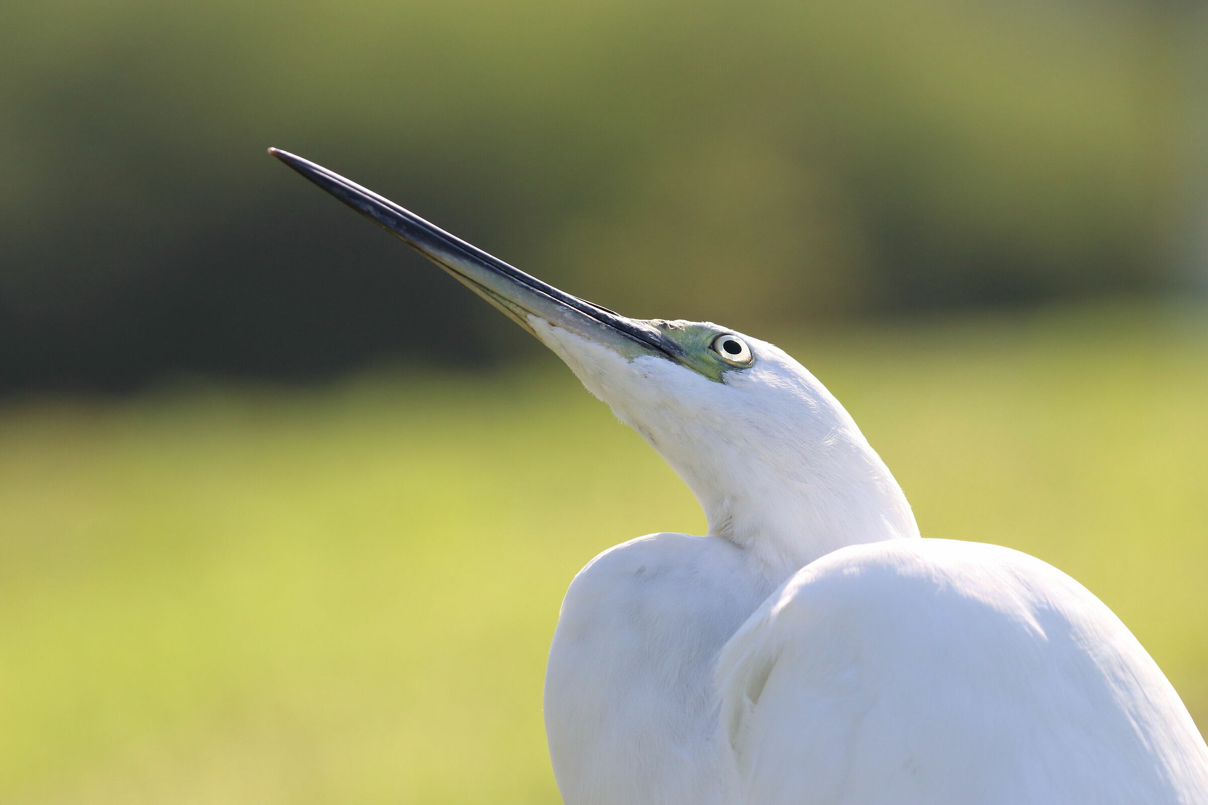Piccolo egret guardando in alto