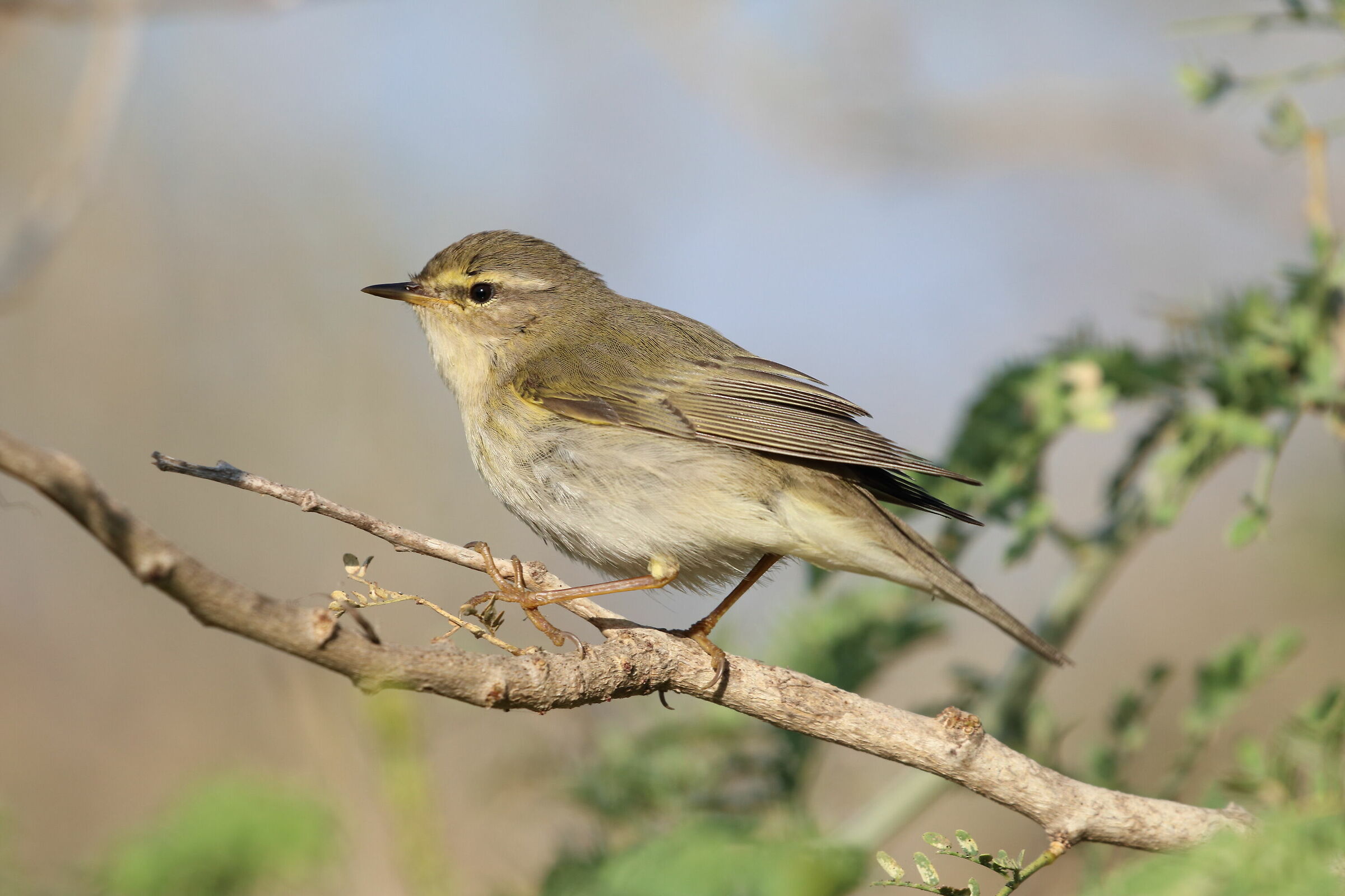 Phylloscopus trochilus