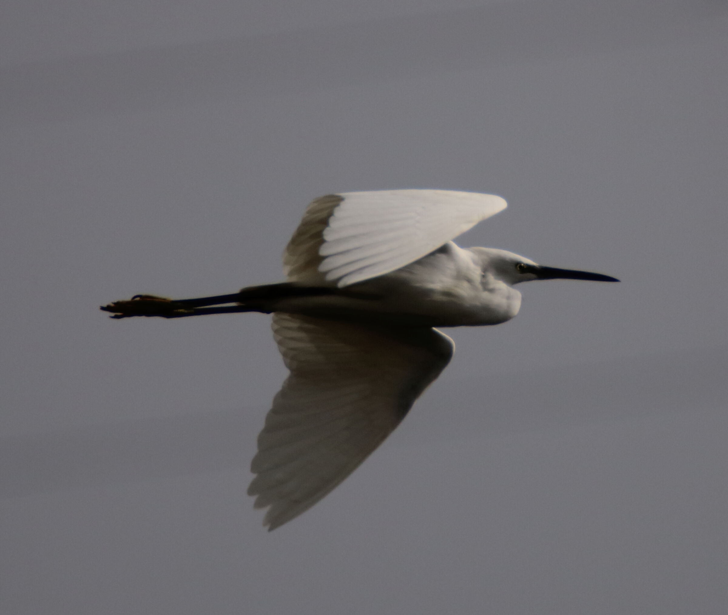 Egretta Garzetta
