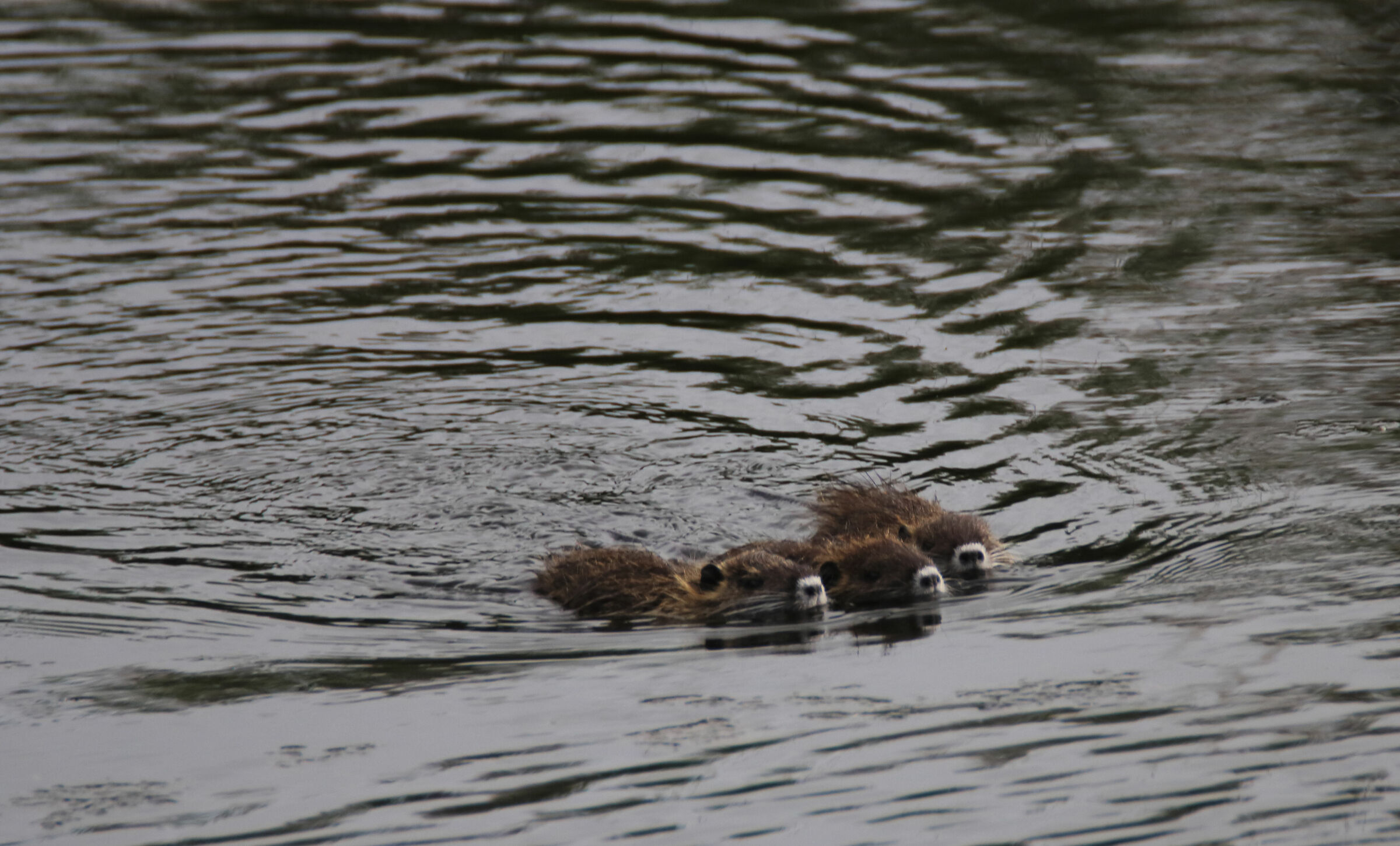 In file per tre...Lago di Porta (ms)