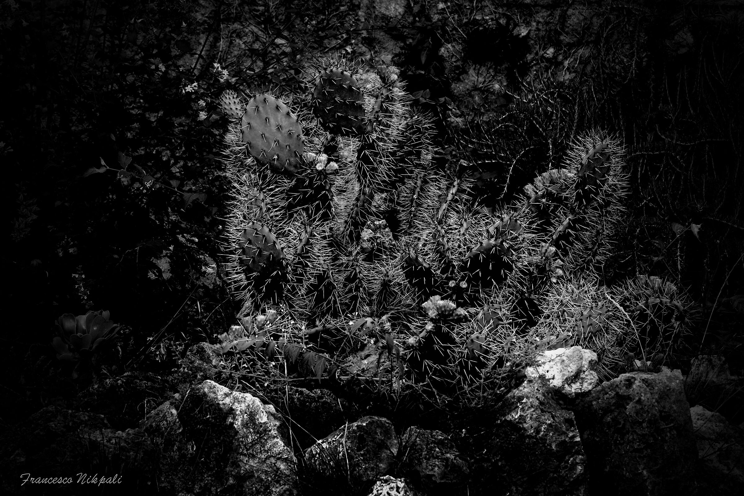 Spine
