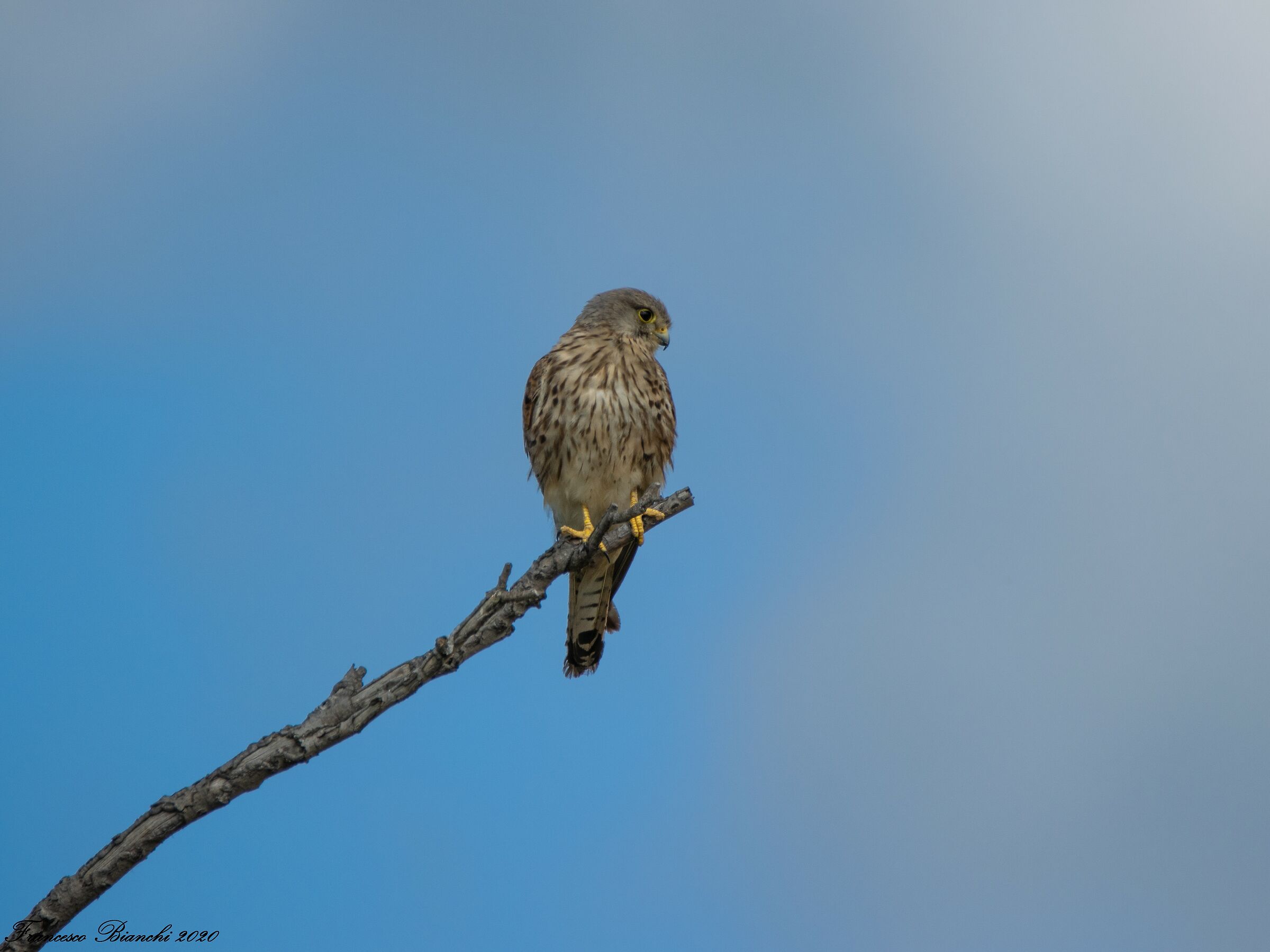 Kestrel