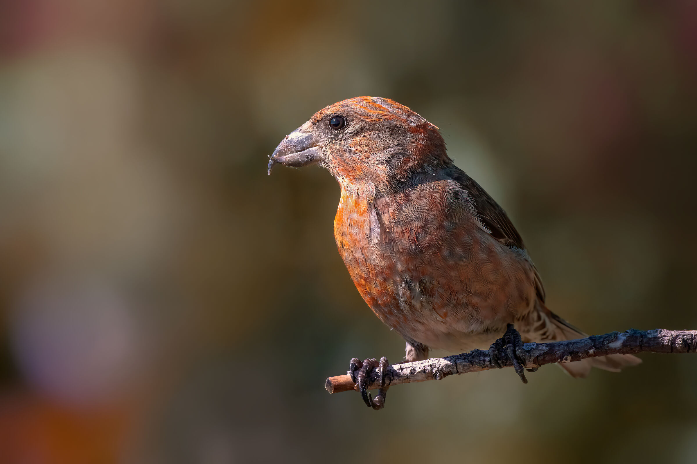 Crociere - Estate 2020