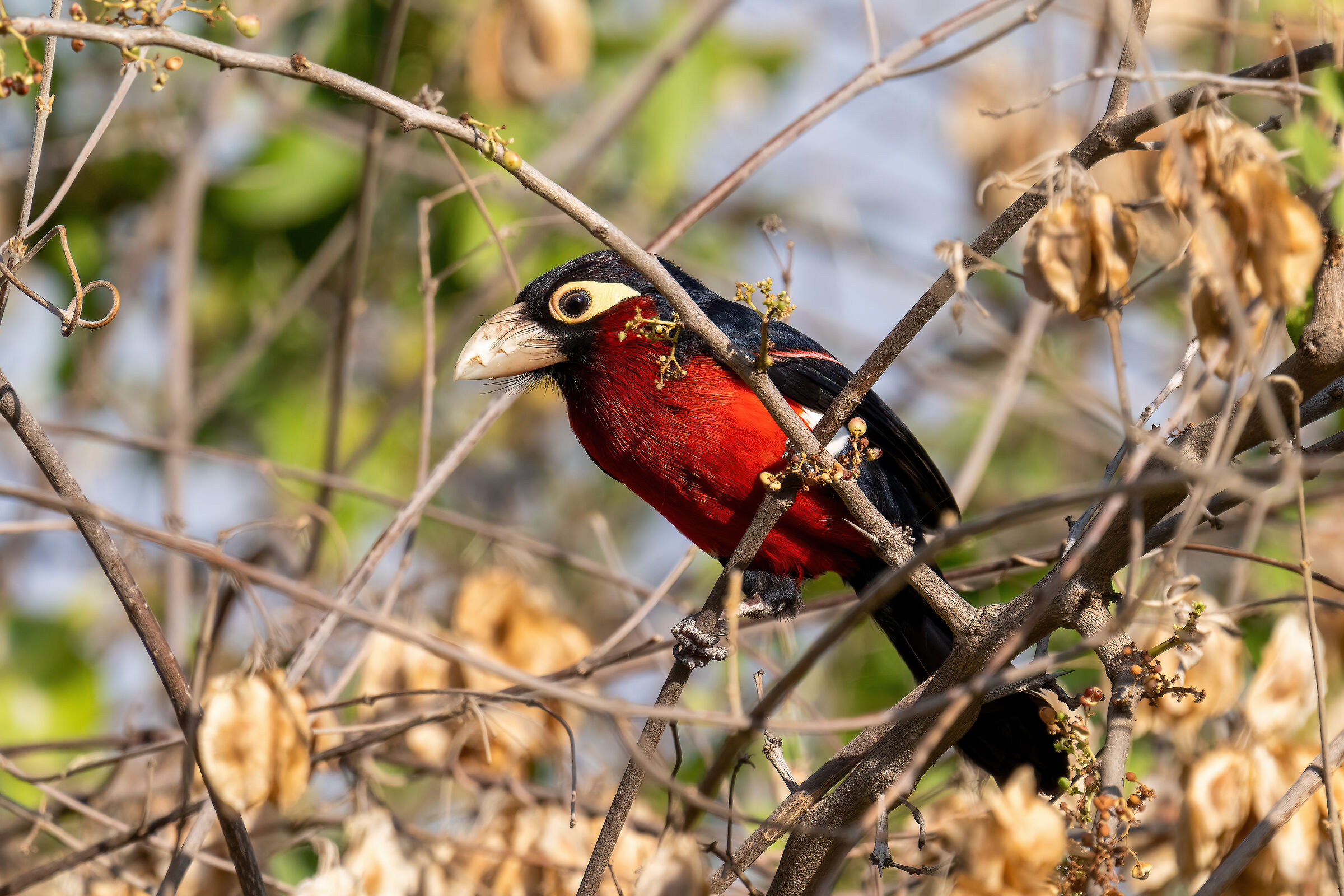 Barbet a doppio dente, Lybius bidentatus