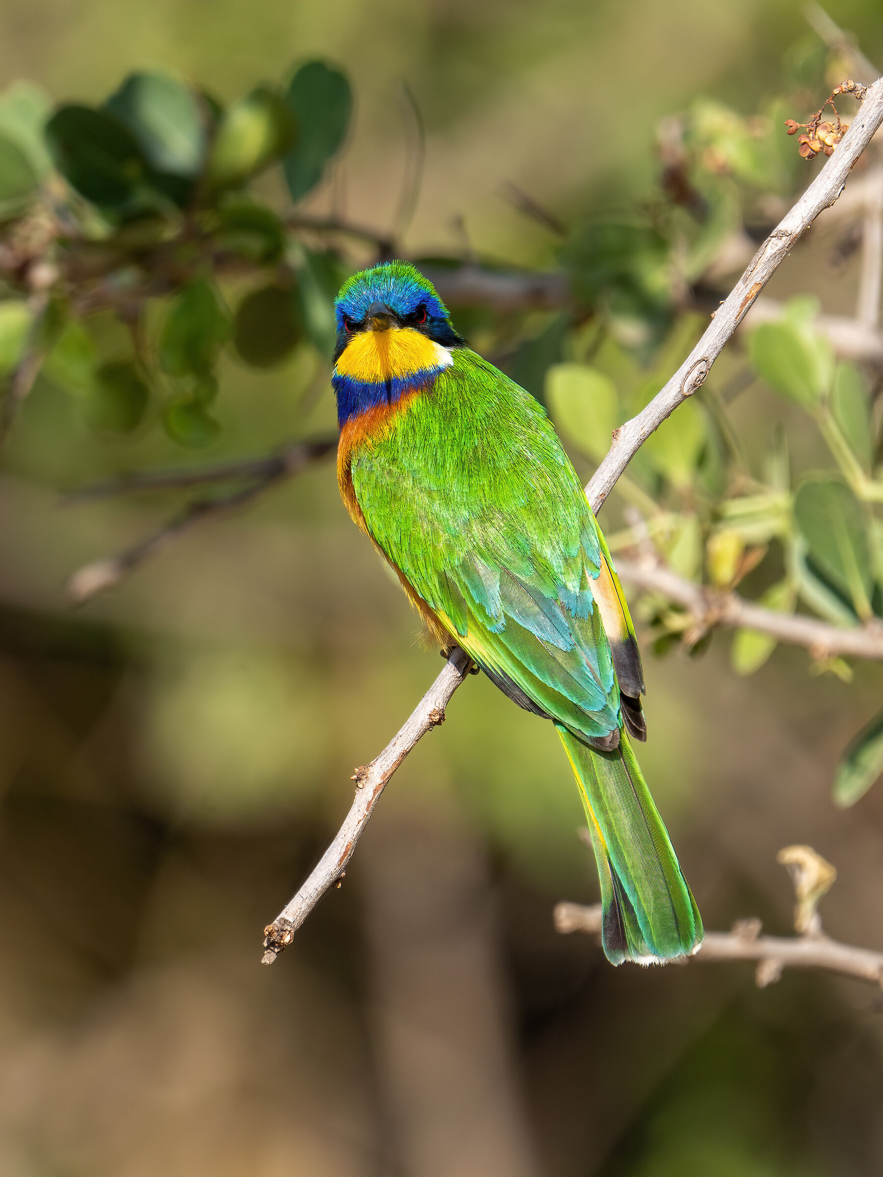 Gruccione pettoblu (Blue-breasted bee-eater)