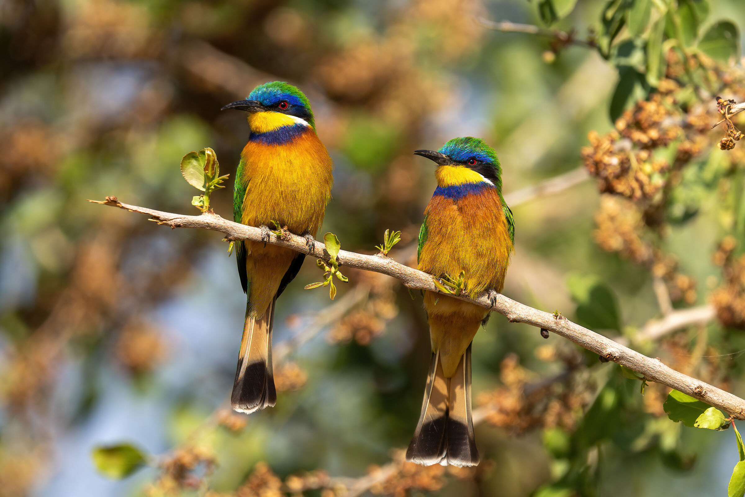 Gruccioni pettoblu (Blue-breasted bee-eater)