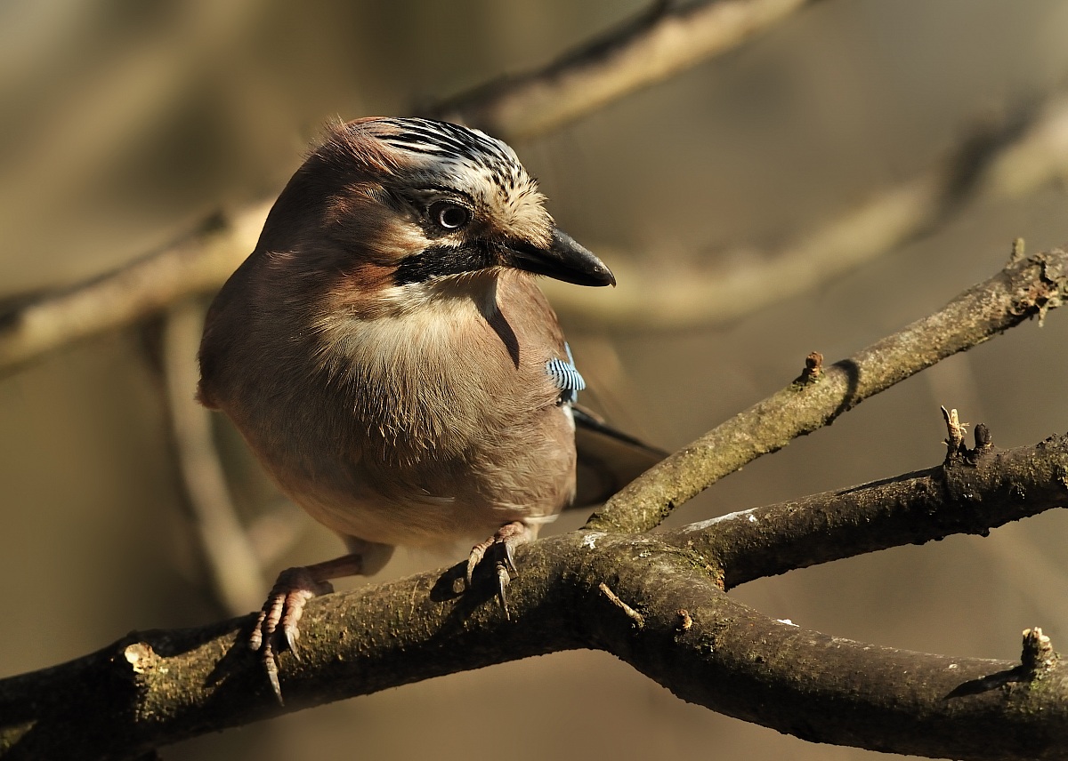 ghiandaia in penombra