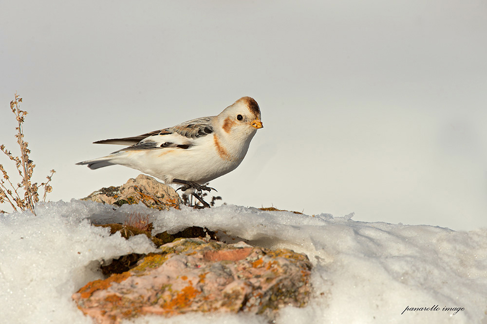 sono arrivati!!! 11 dic. 2014