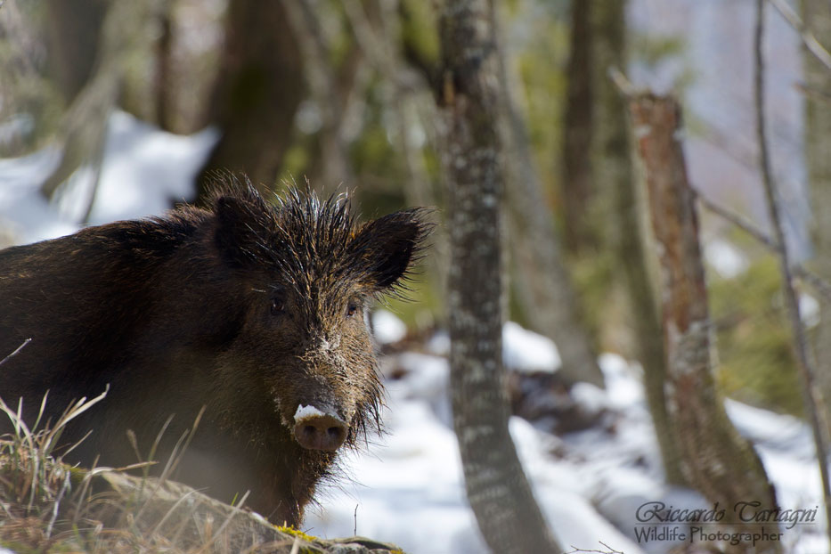cinghiale selvatico