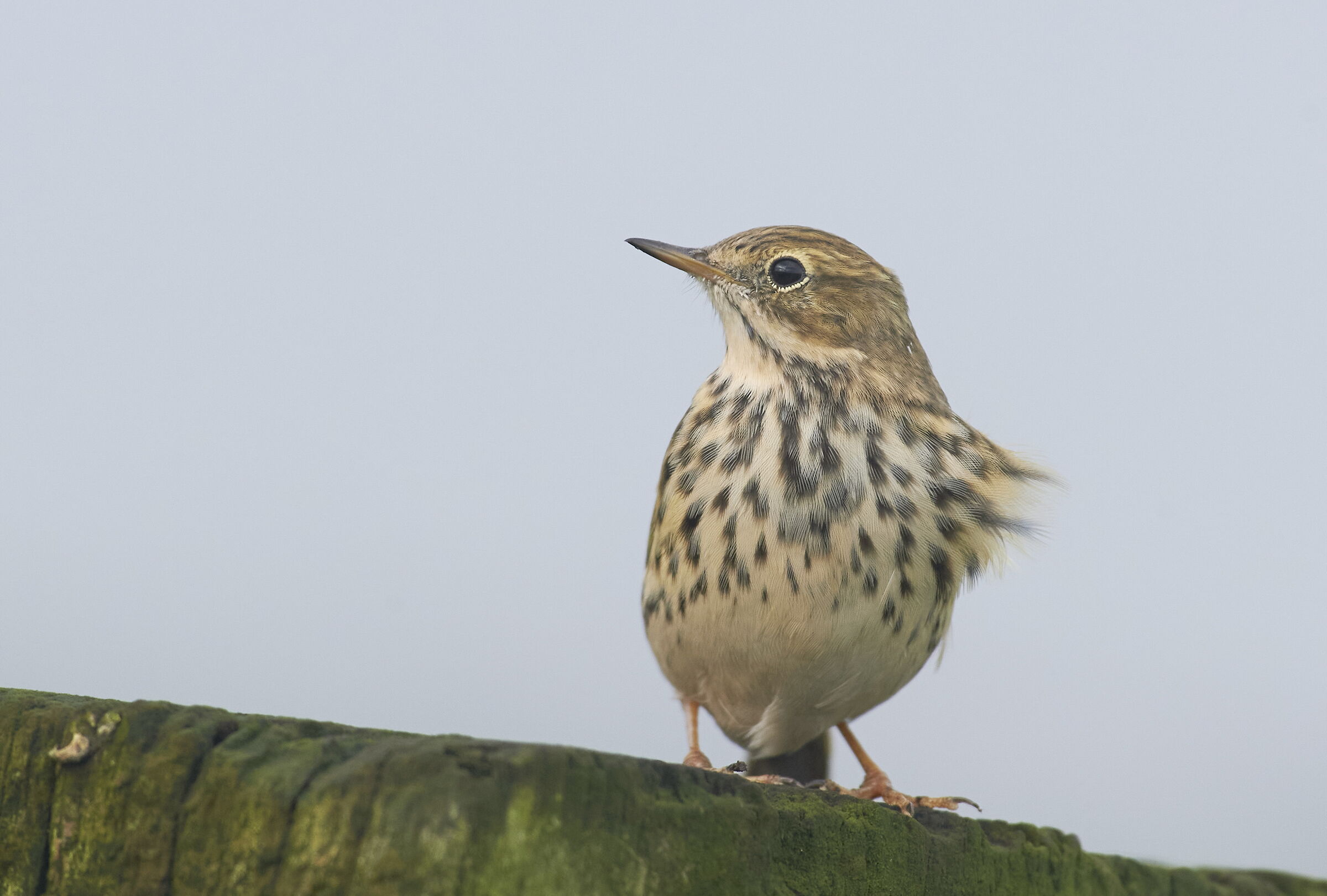 Meadow Pipit