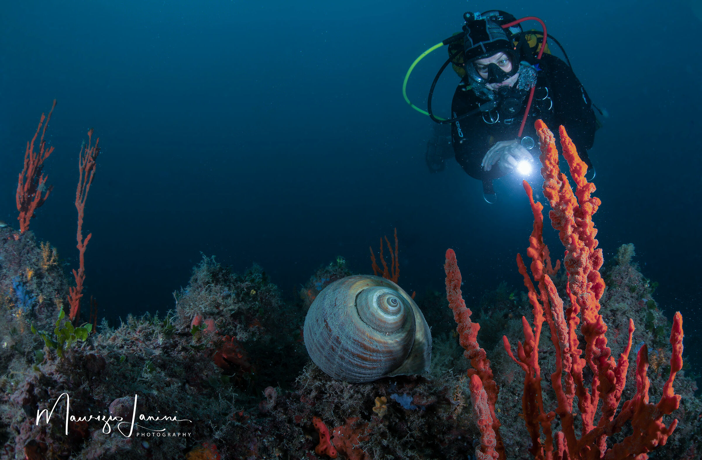Doglio o Elmo ( Tonna galea)