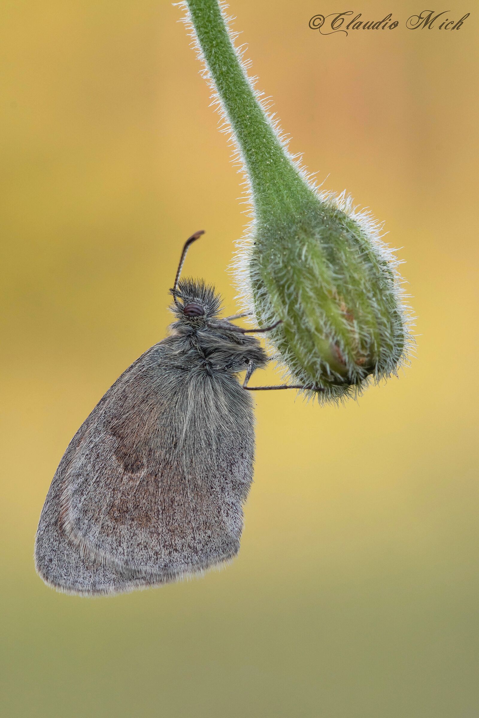 Coenonympha pamphilus