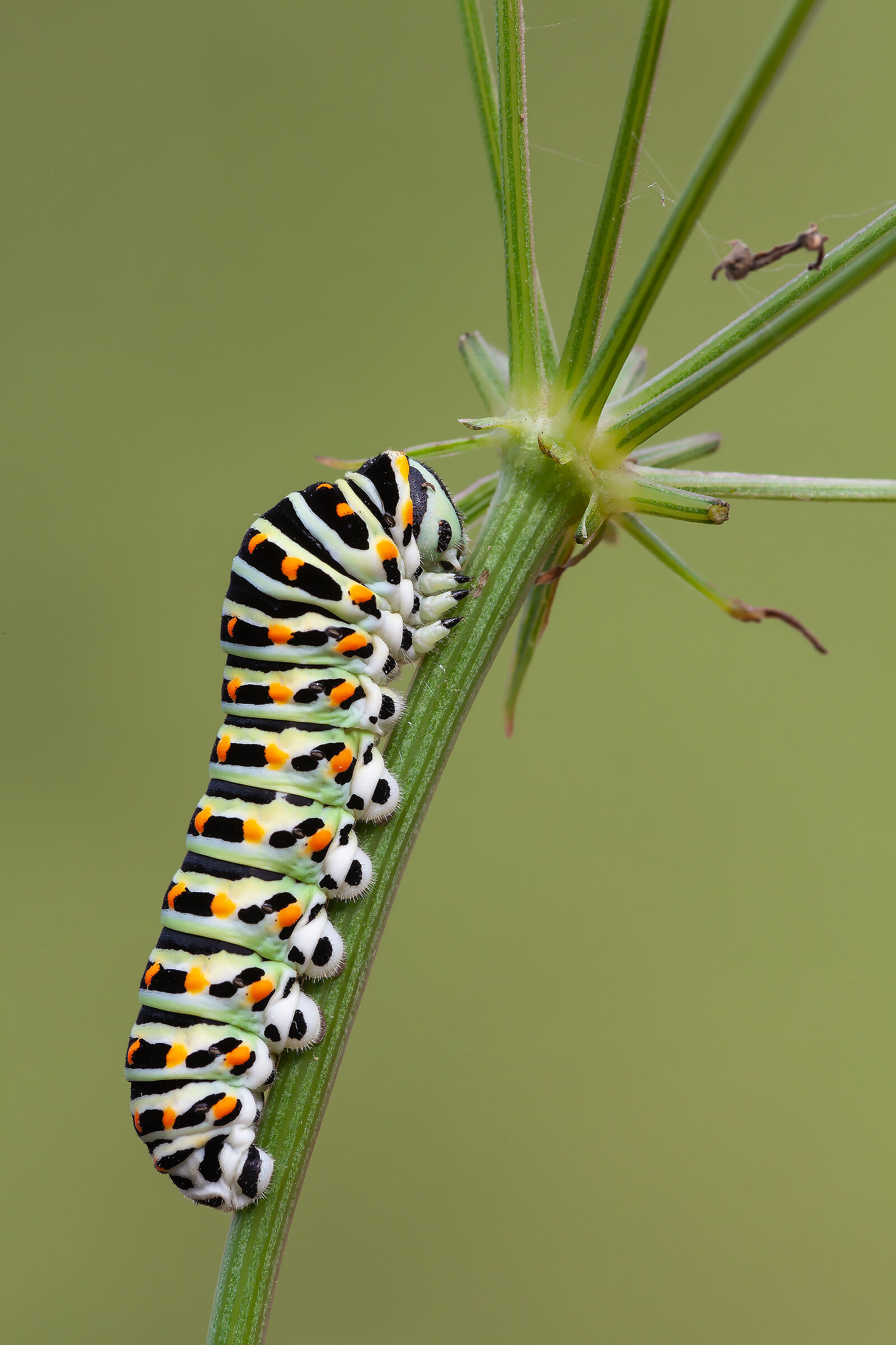Macaone Caterpillar