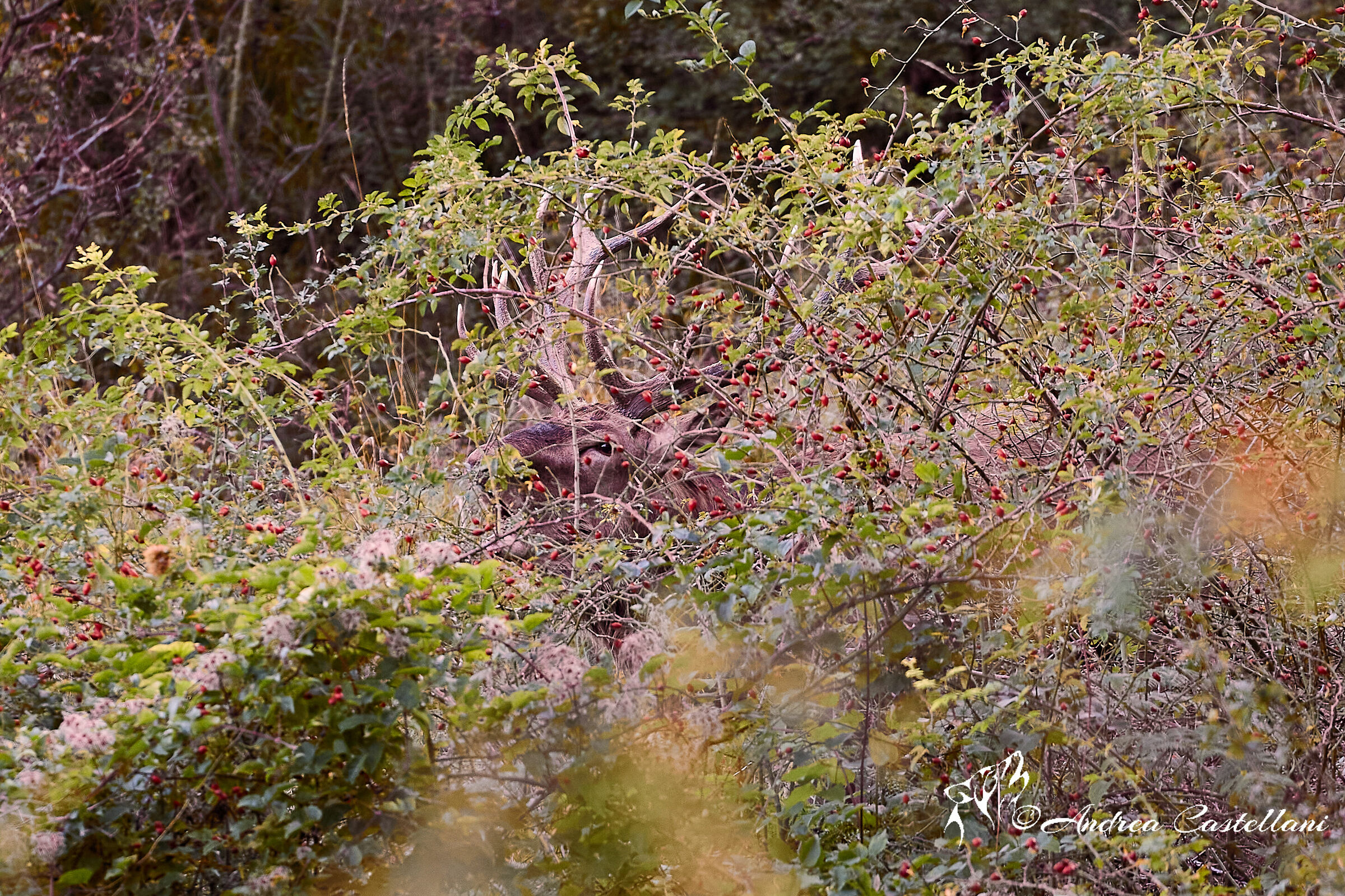 Bramito in the rosehip