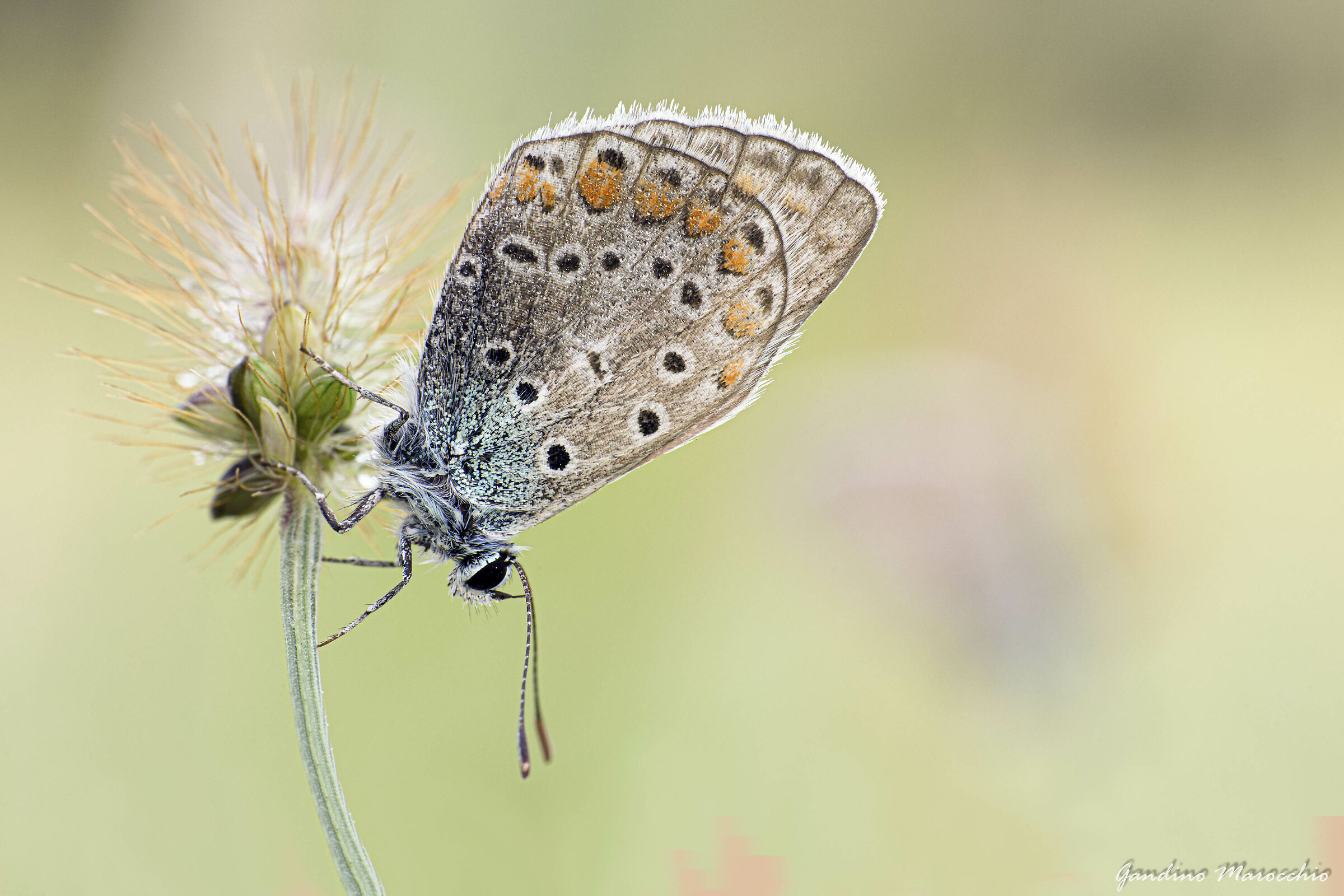 Bis di Polymmatus Escheri