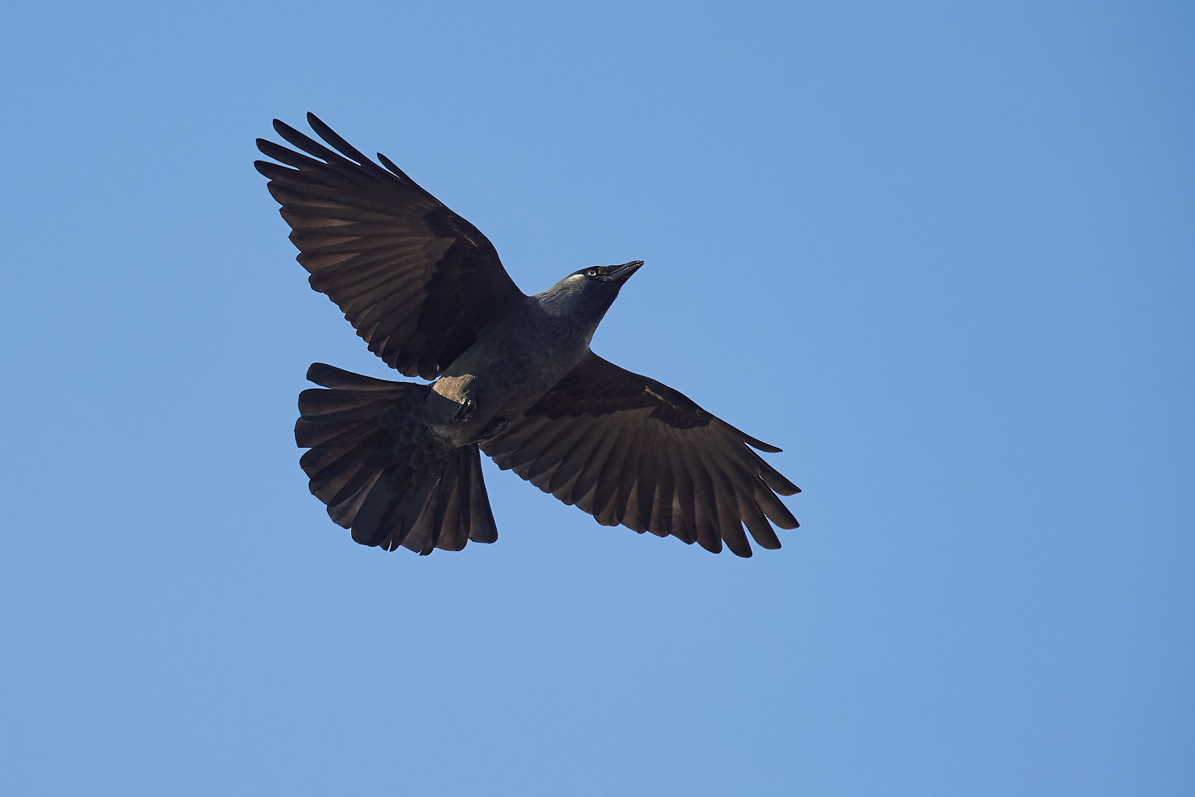 Jackdaw