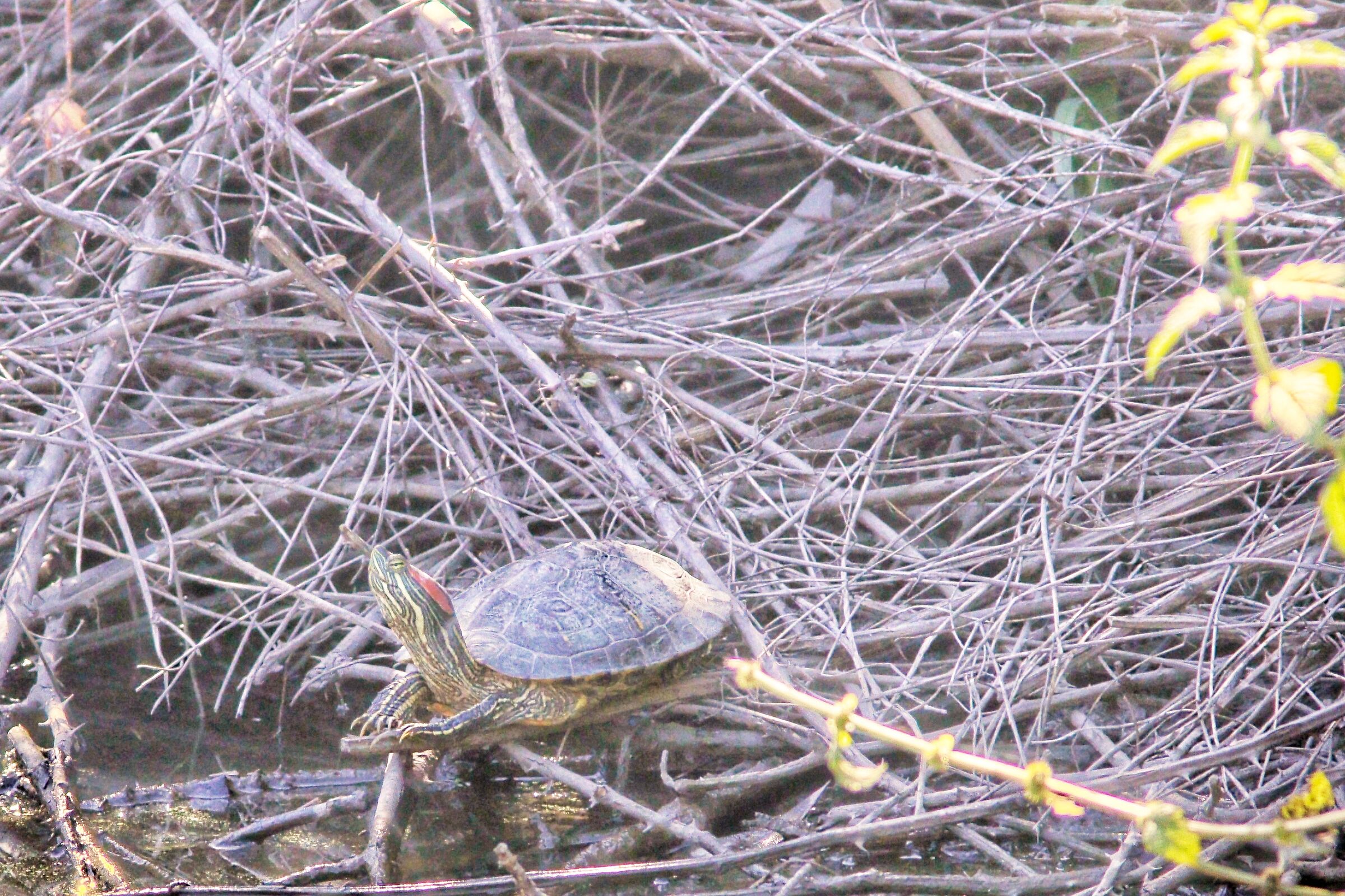 American red-eared tortoise