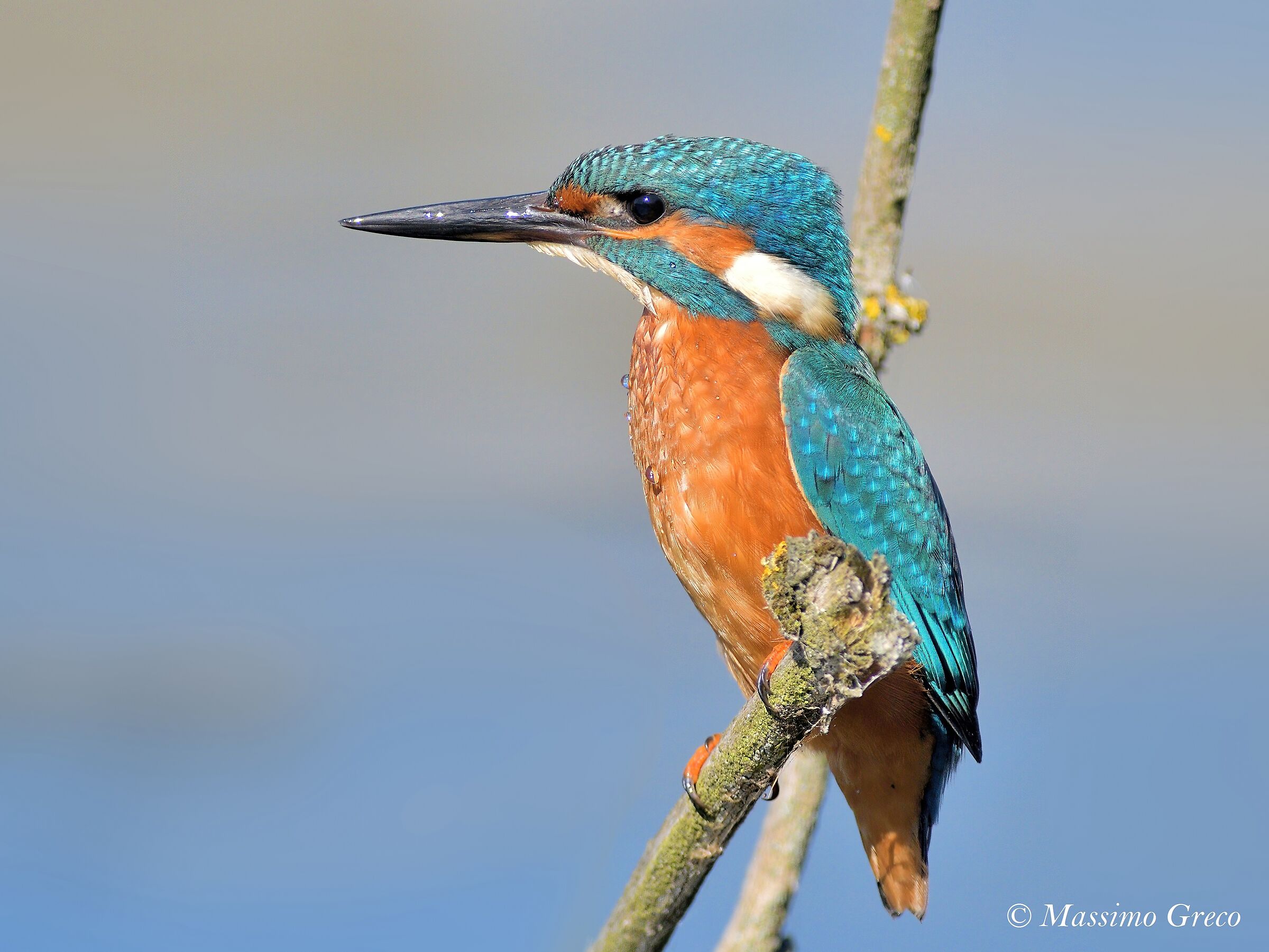 Kingfisher