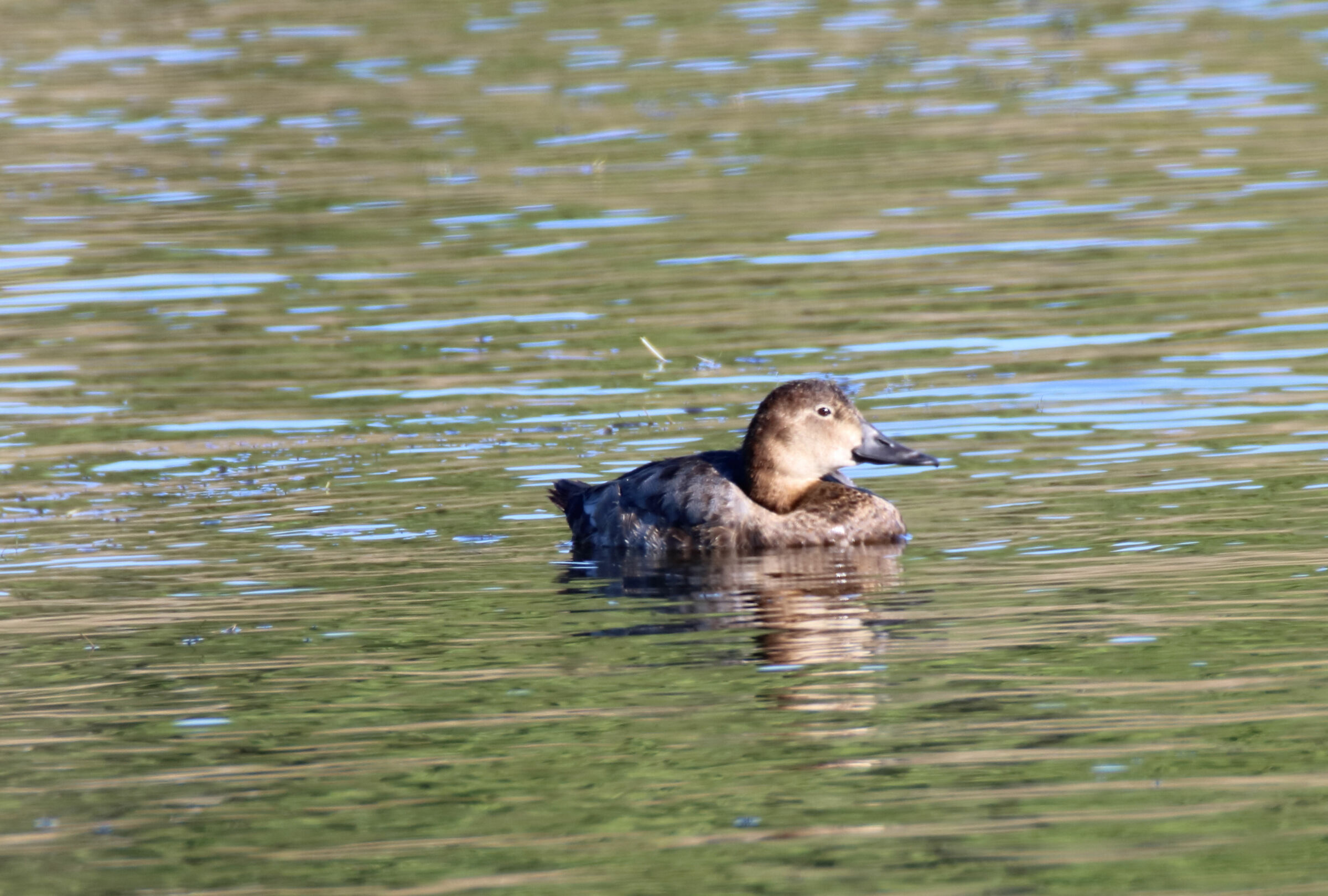 Moriglione Bocca di Serchio