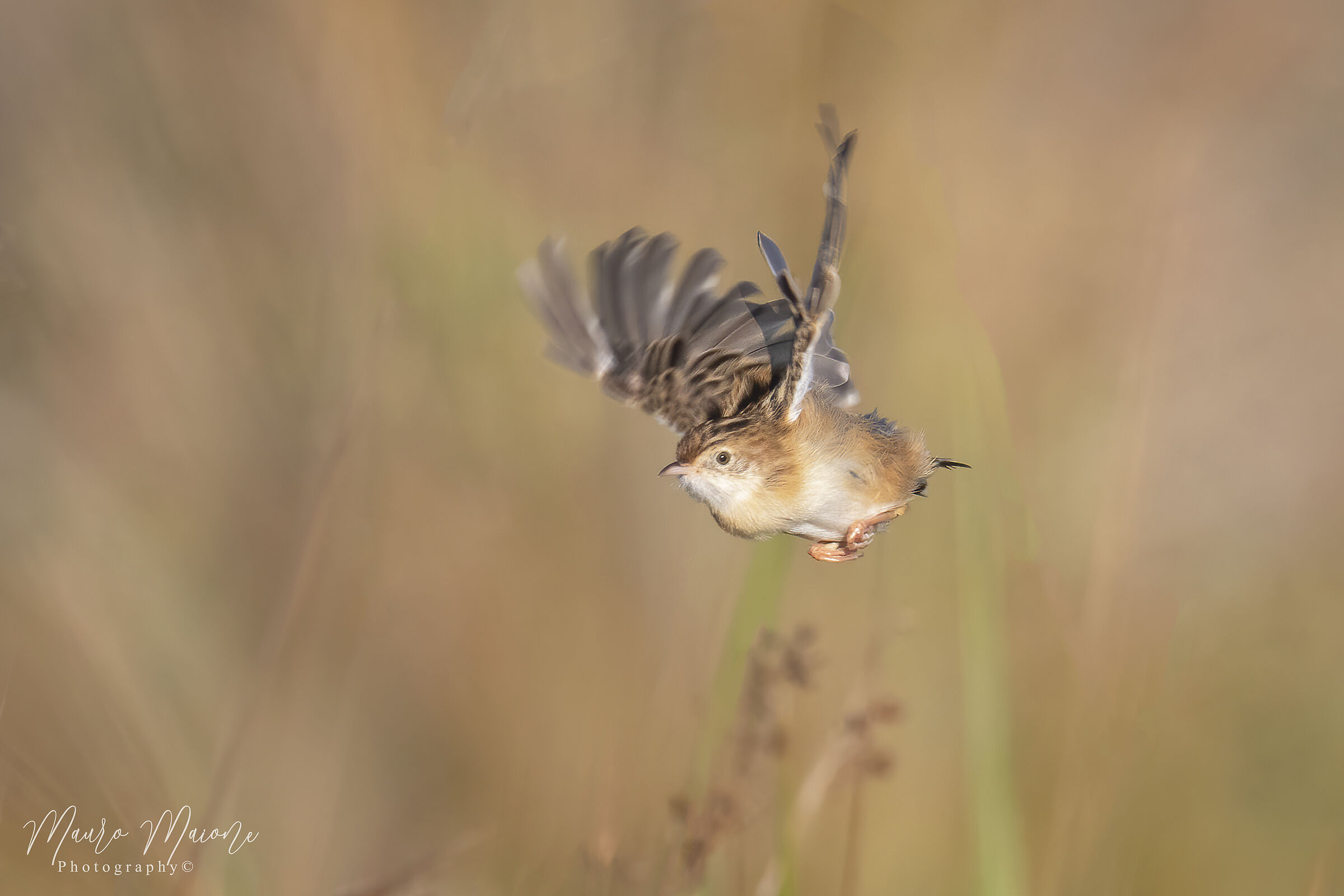 beccamoschino volante