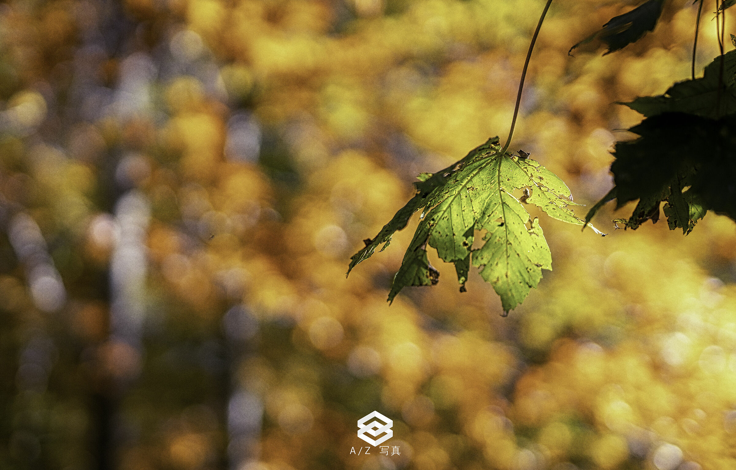 Asiago Foliage
