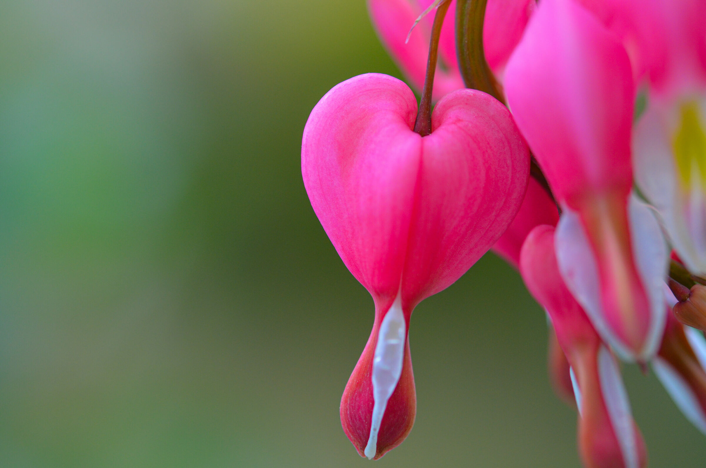 Dicentra spectabilis la pianta romantica!