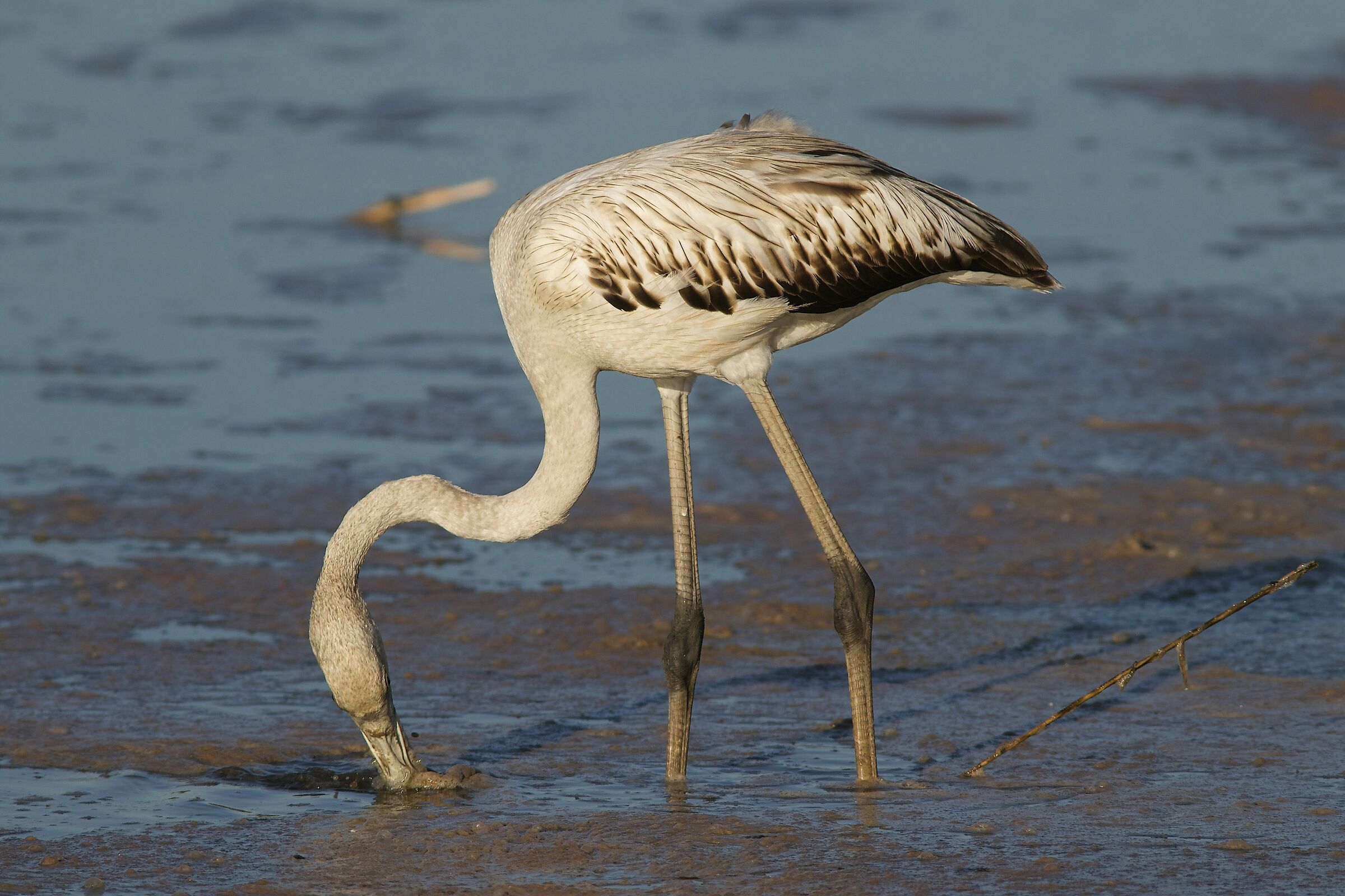 Giovane fenicottero si alimenta