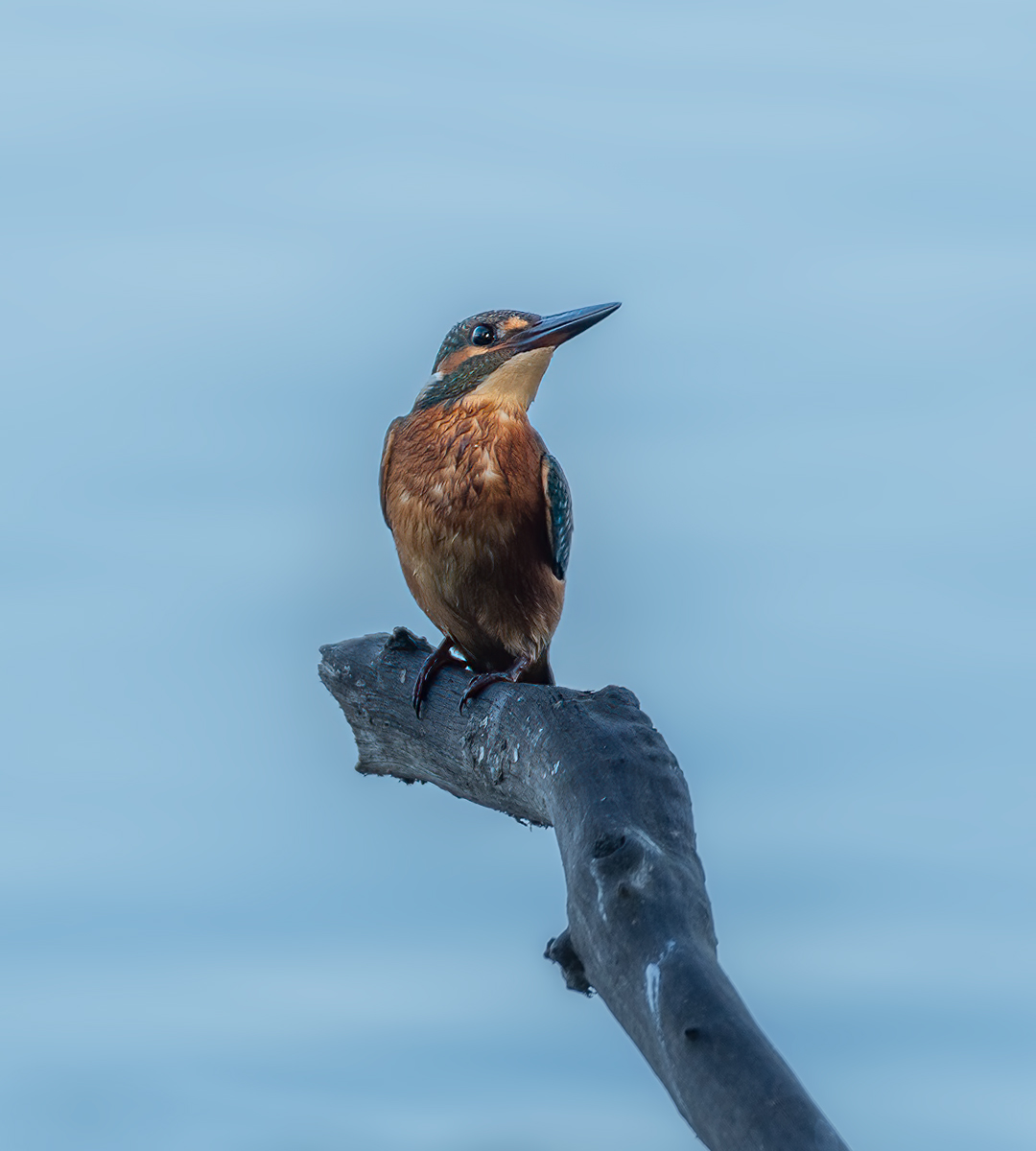 Kingfisher