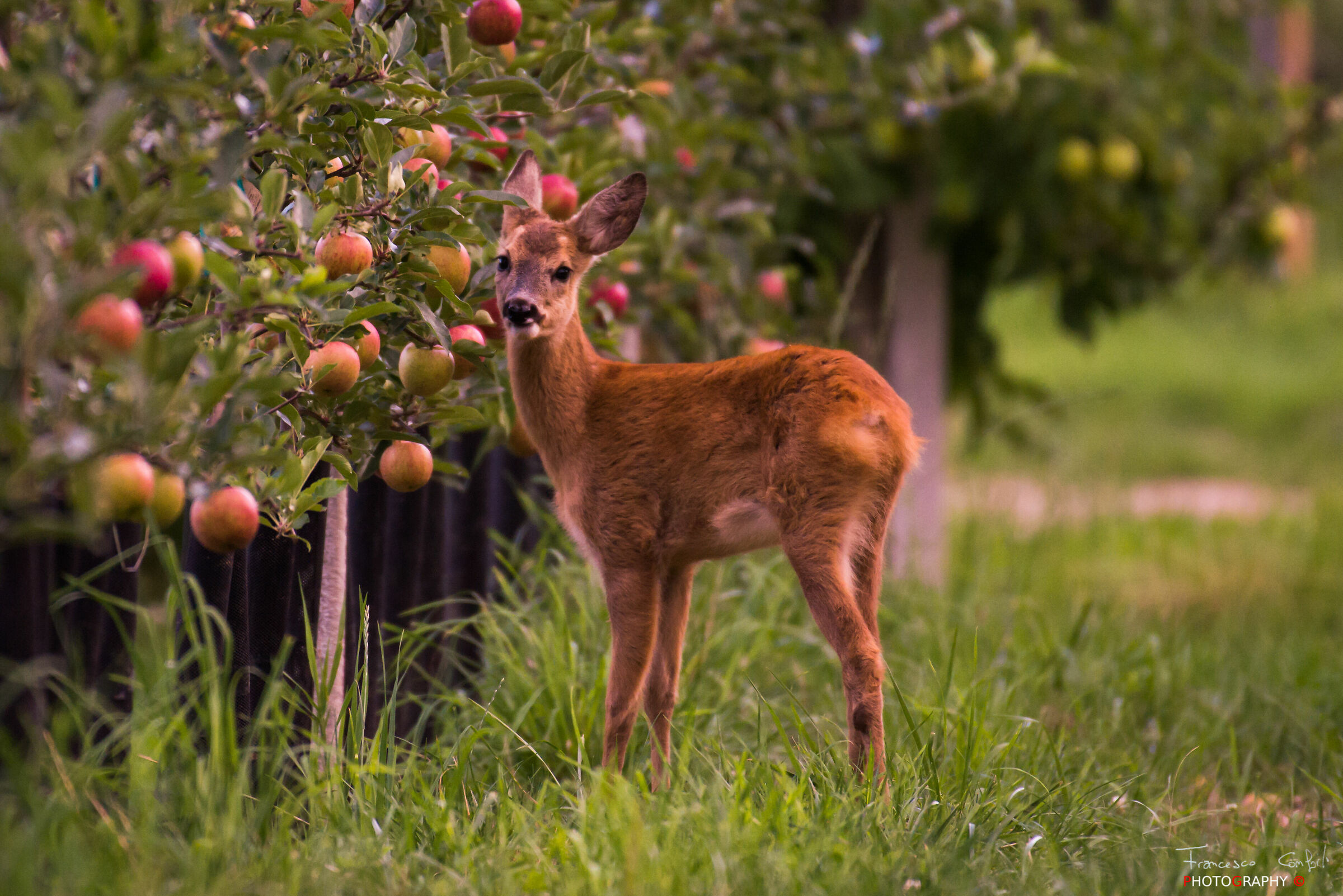 Controllo qualità...