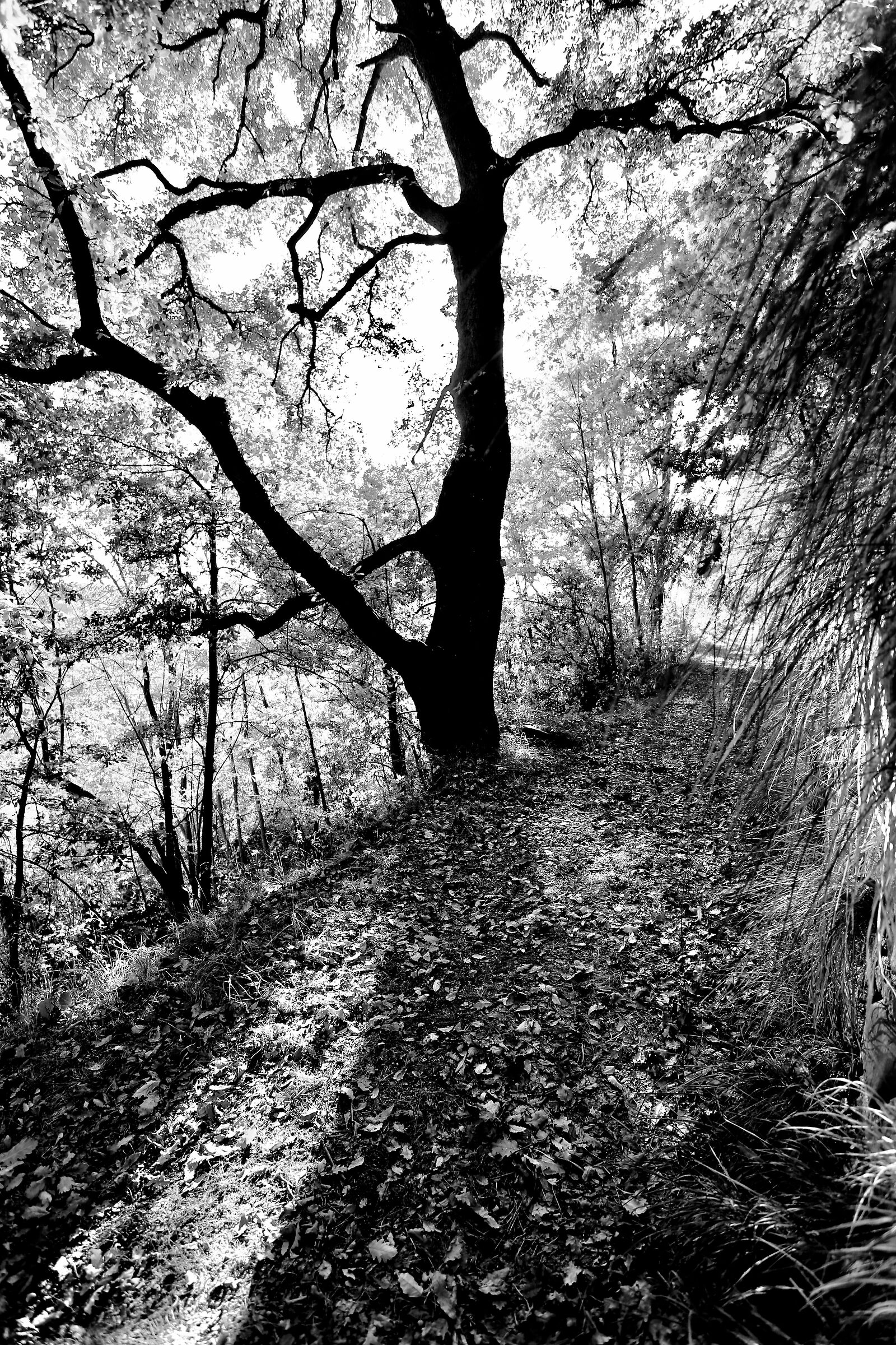 Sul sentiero del quercus crenata