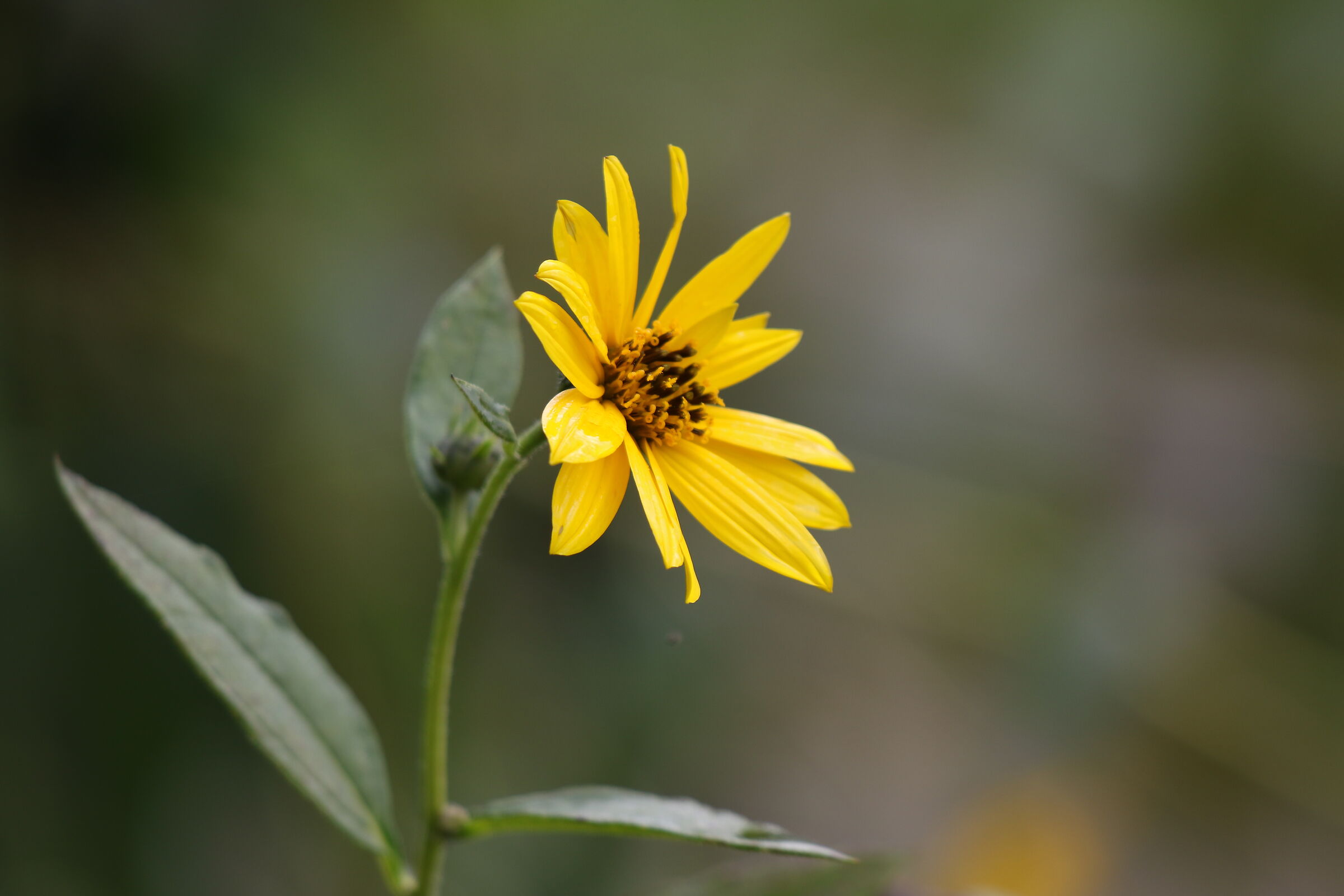 yellow flower