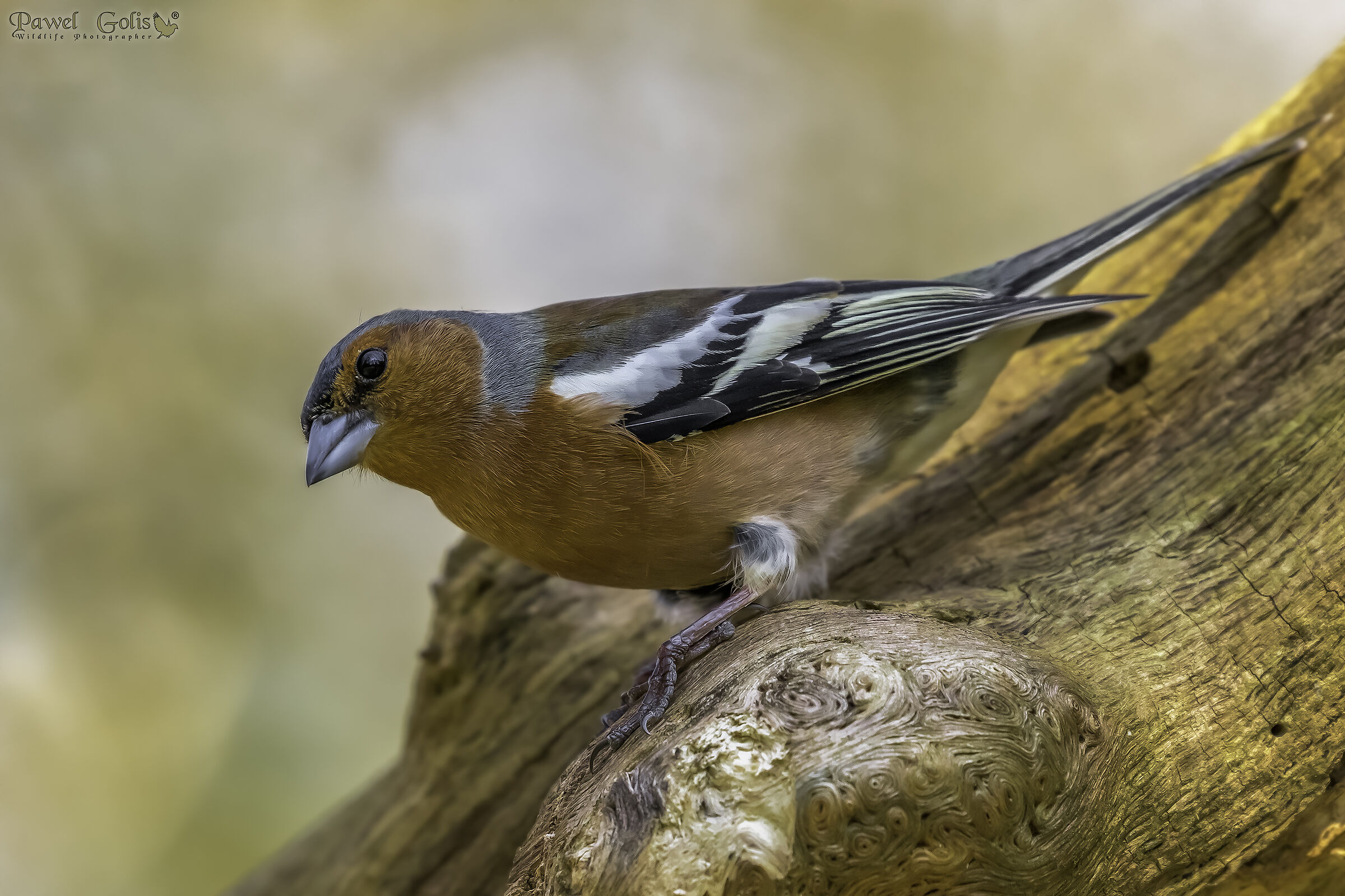 Chaffinch comune (Fringilla coelebs)