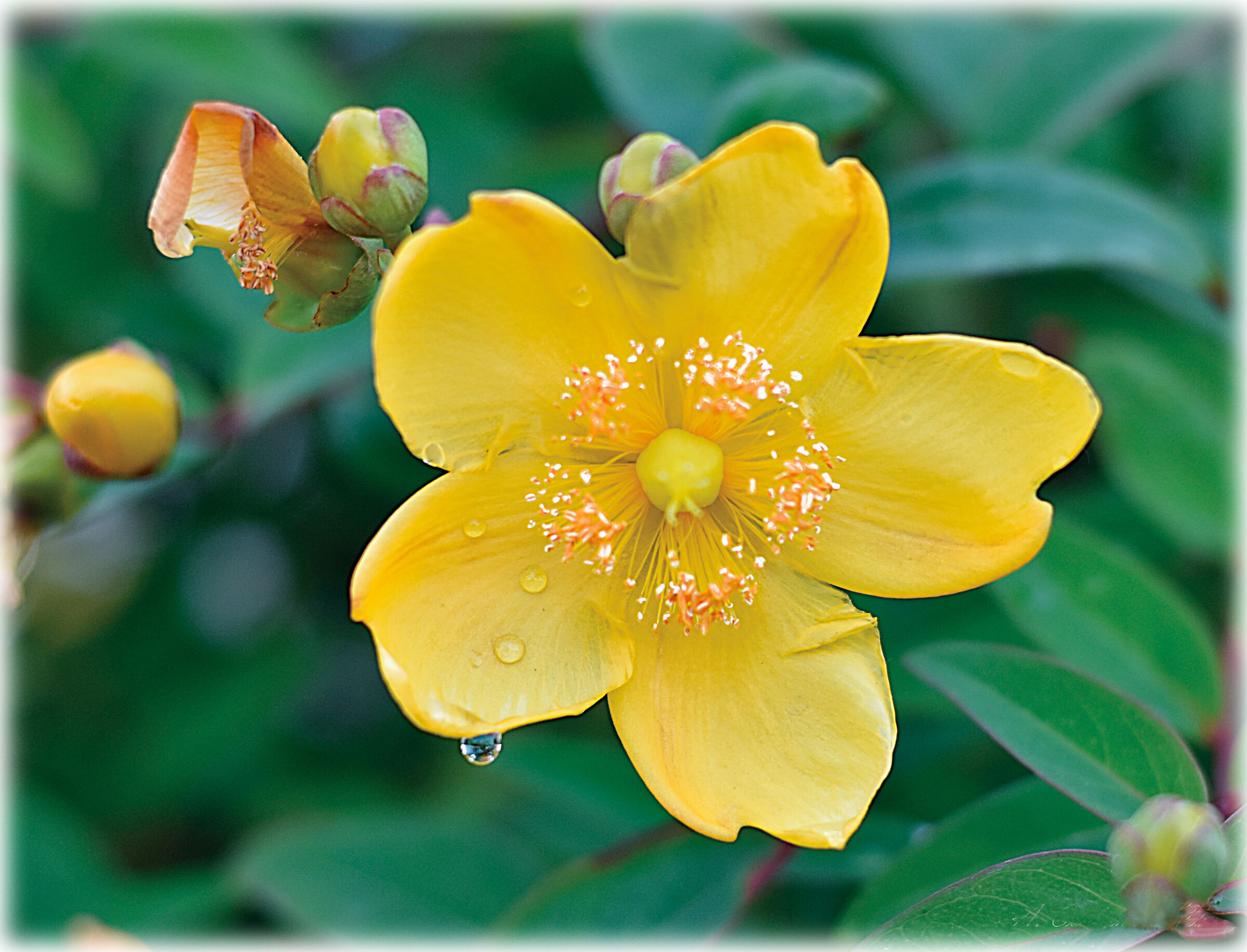 Even flowers can tear