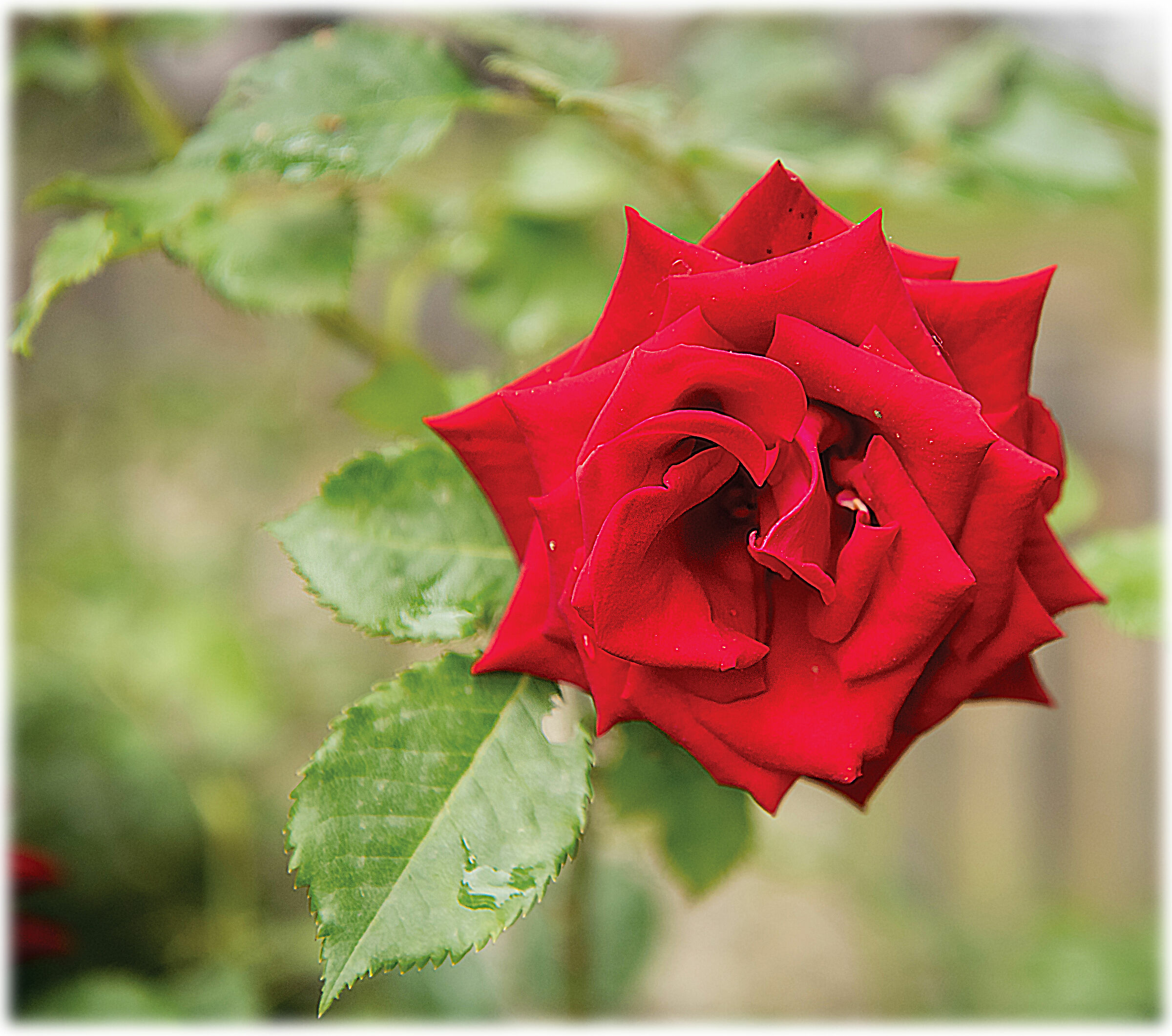 The rose always has its charm