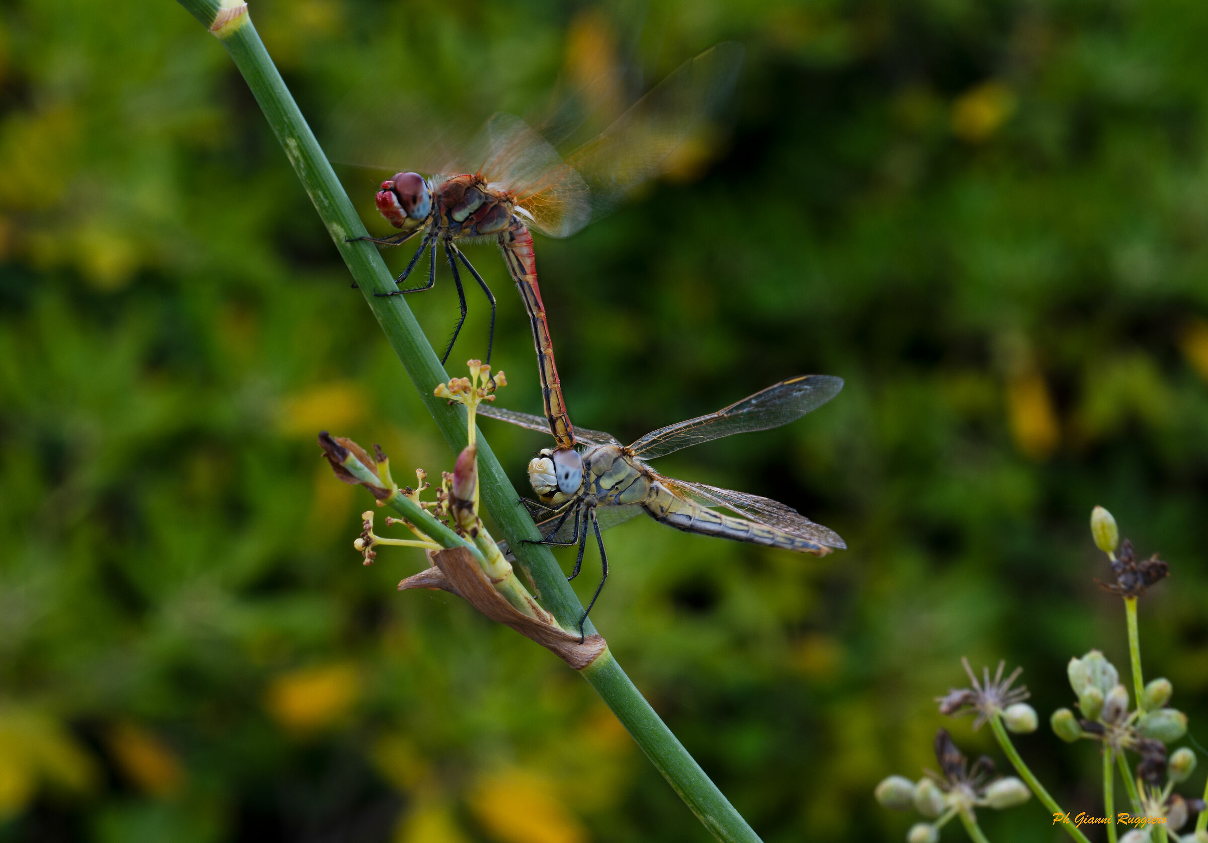 Libellule