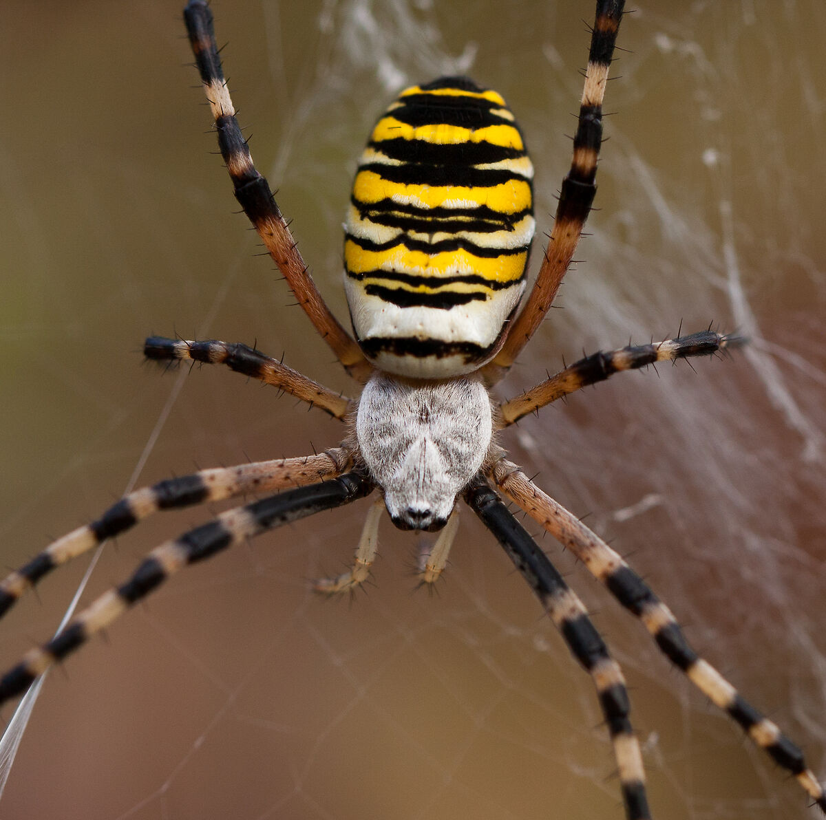 Argiope bruennichi