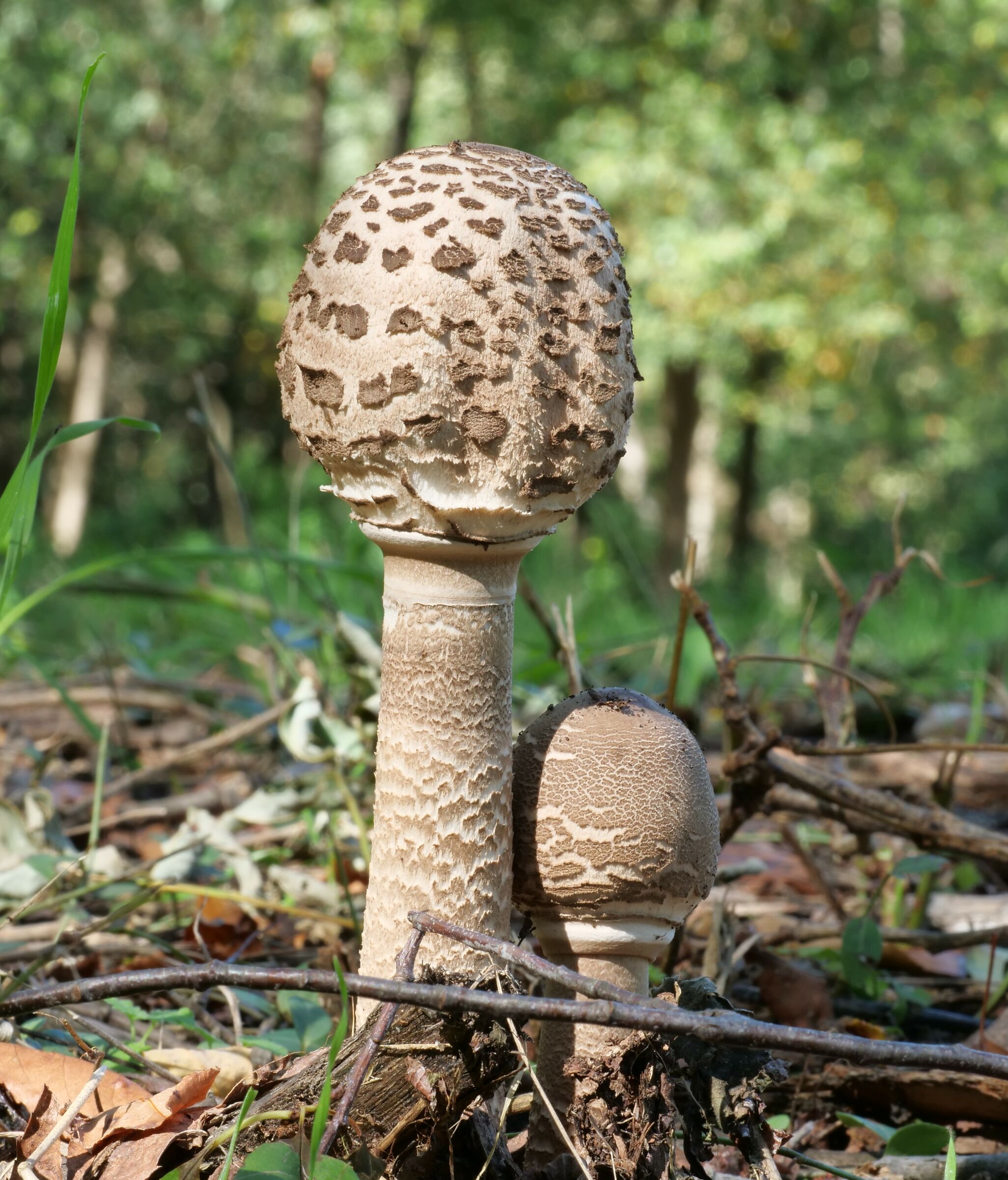 Macrolepiota proera (Scop.: Fr.) Singer