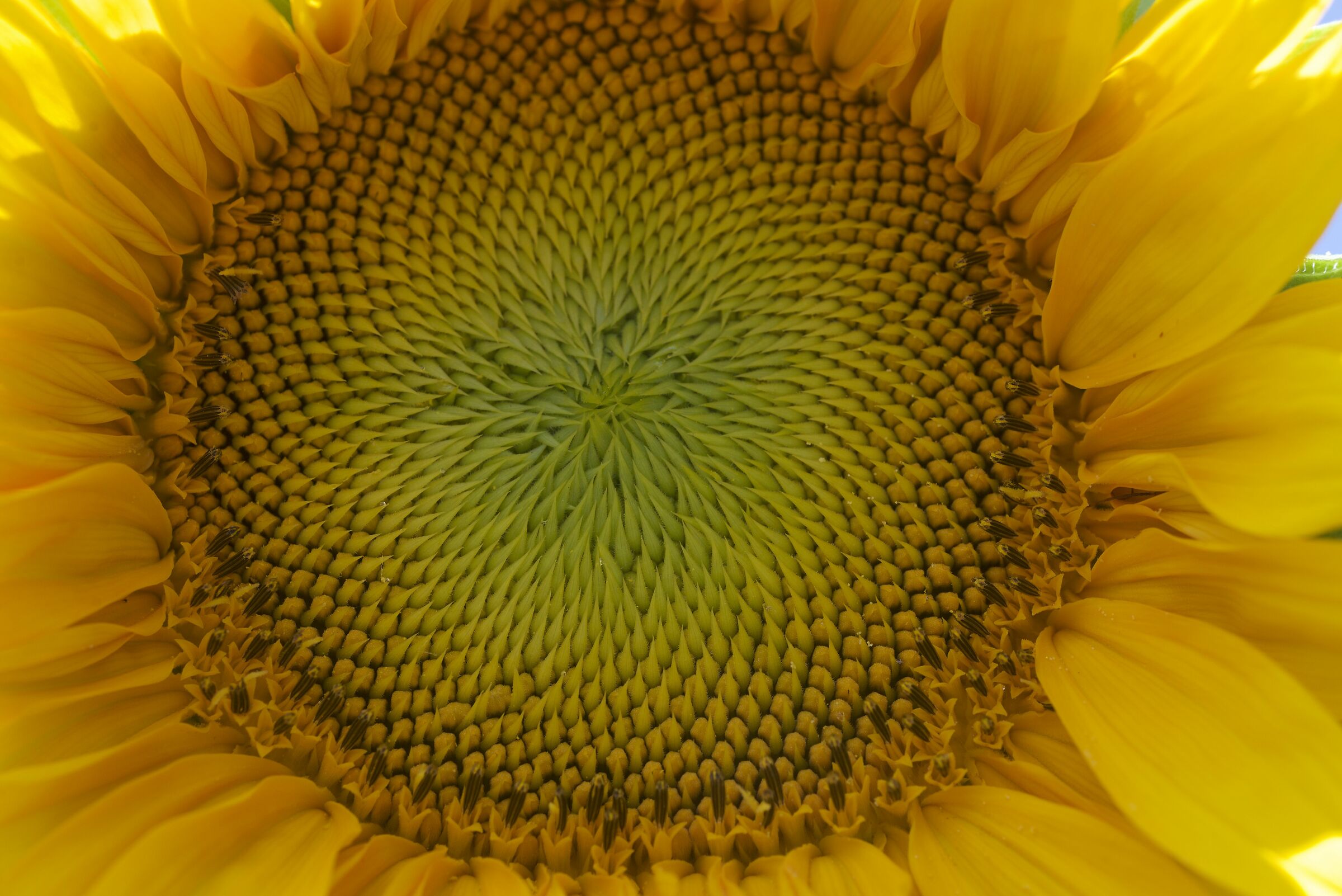 Fibonacci sequence.