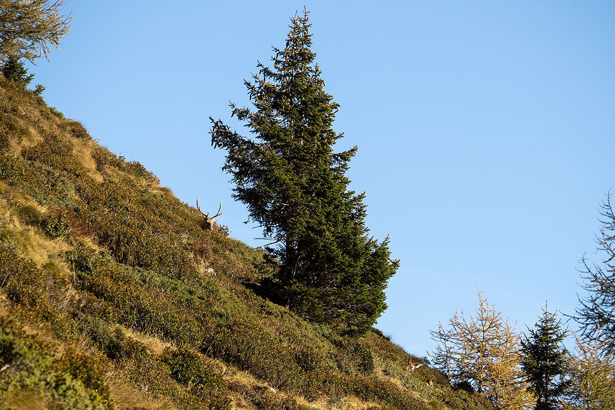 Riposo