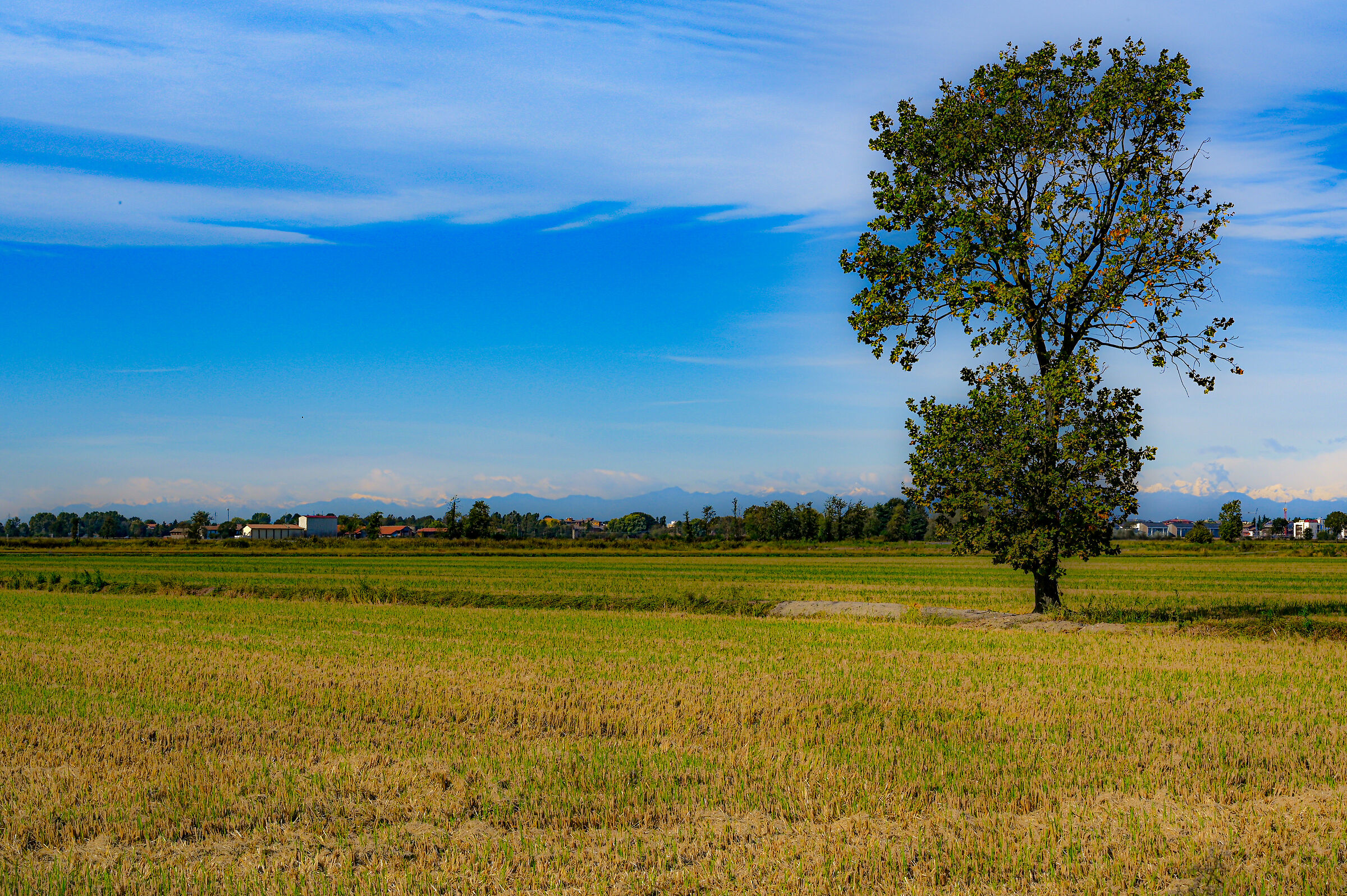 The rice paddies and the mountains