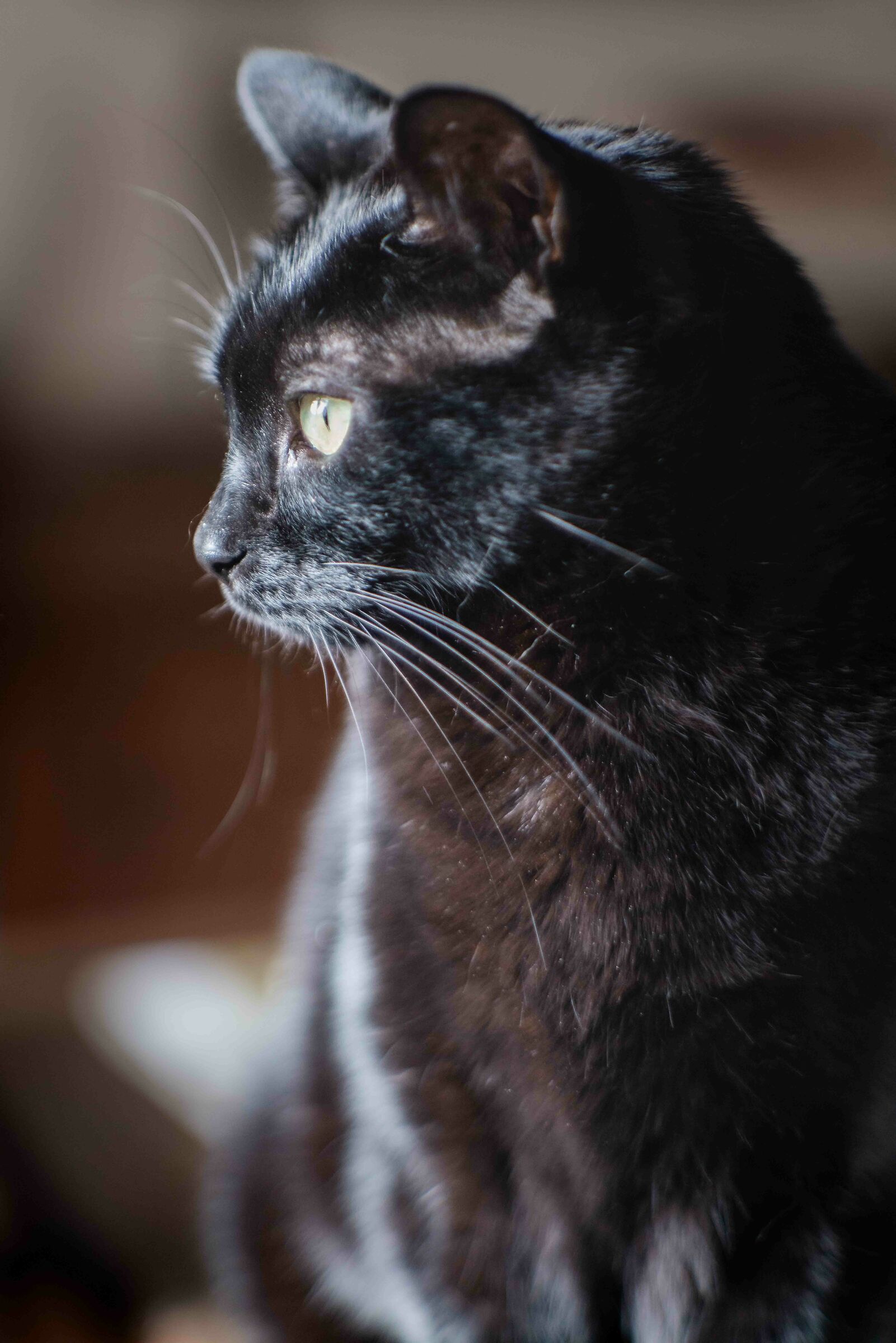 Ritratto di Rampi il gatto