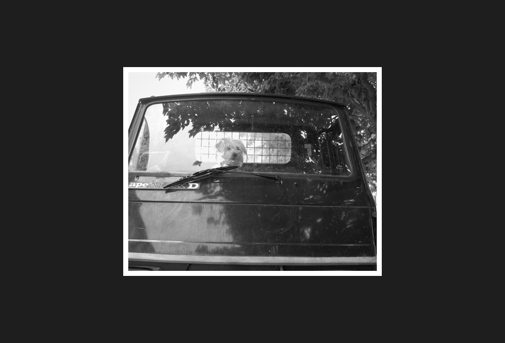 yorkshire on bee car, 2016