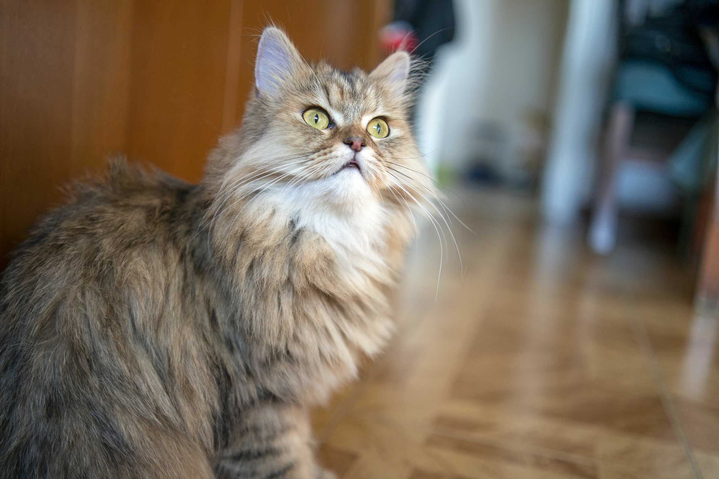 Lola compie un anno in casa nostra