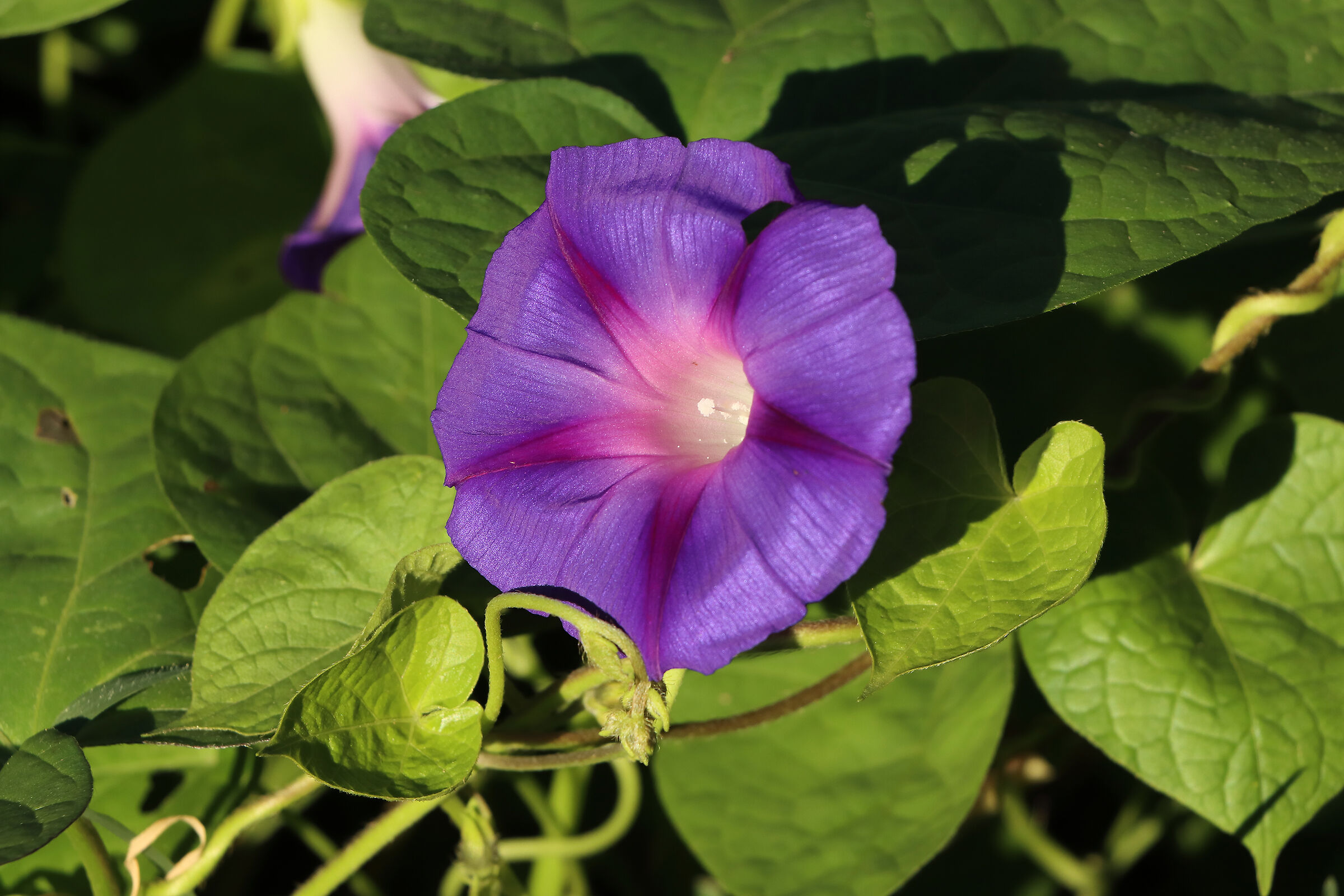 campanula tra il verde