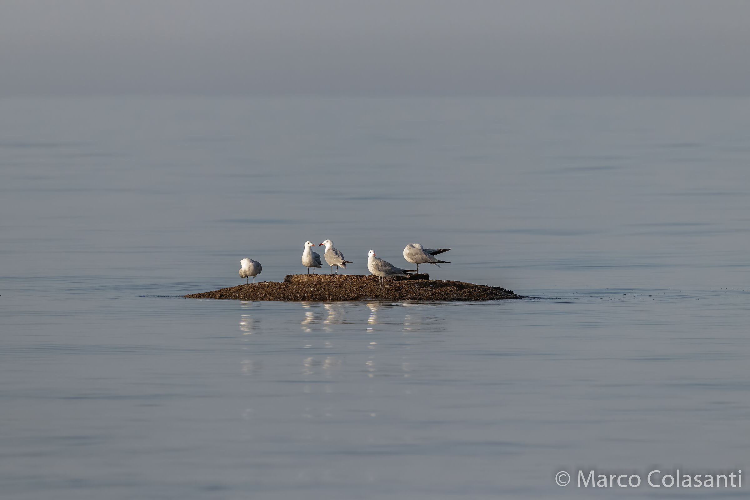 isolotto con gabbiani corsi