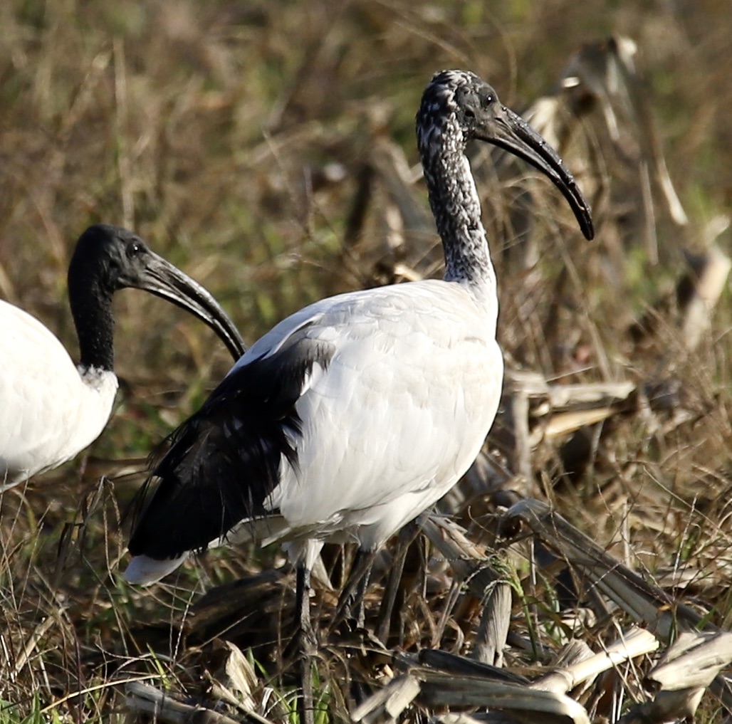 giovane di Ibis Sacro