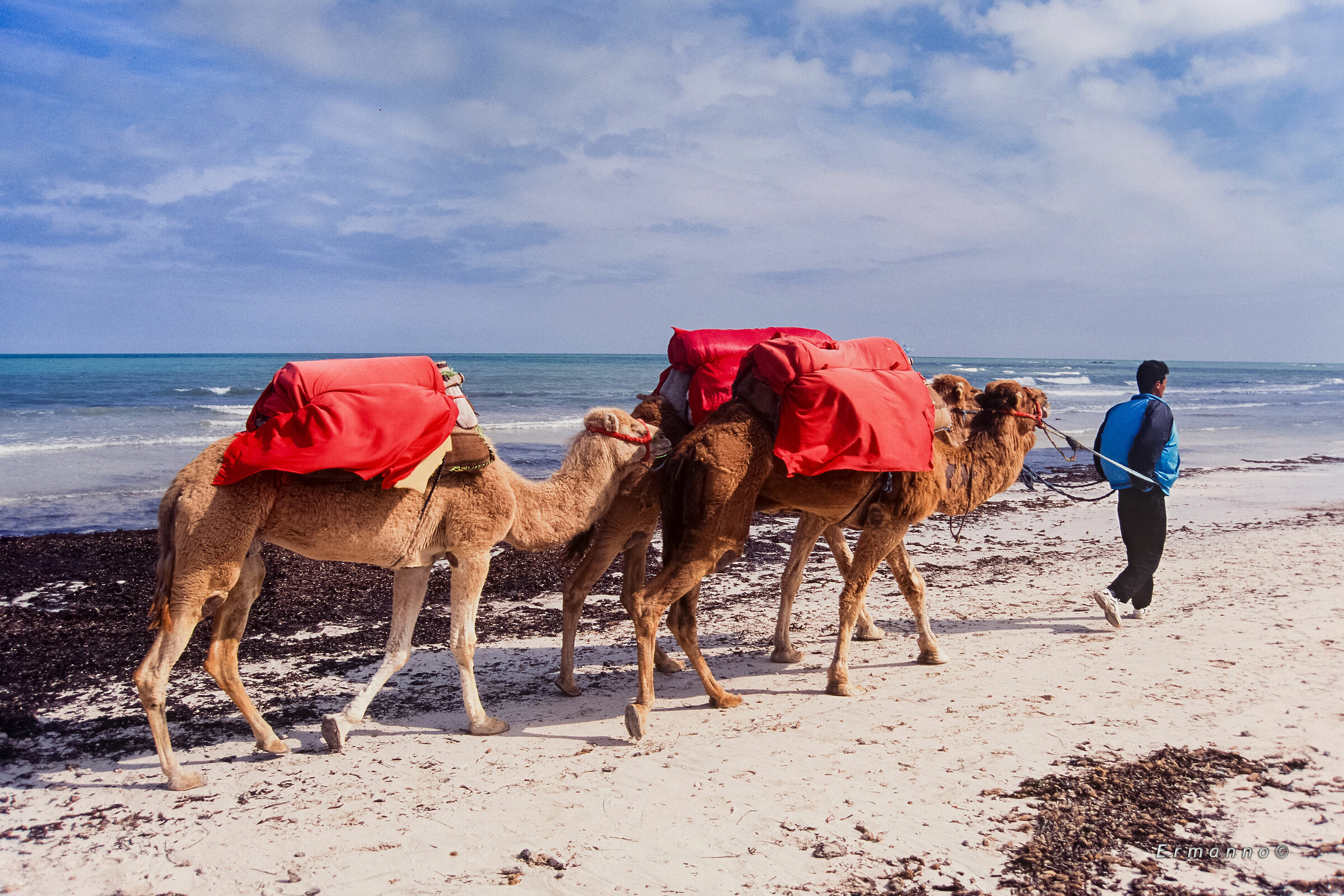 Dromedari in riva al mare