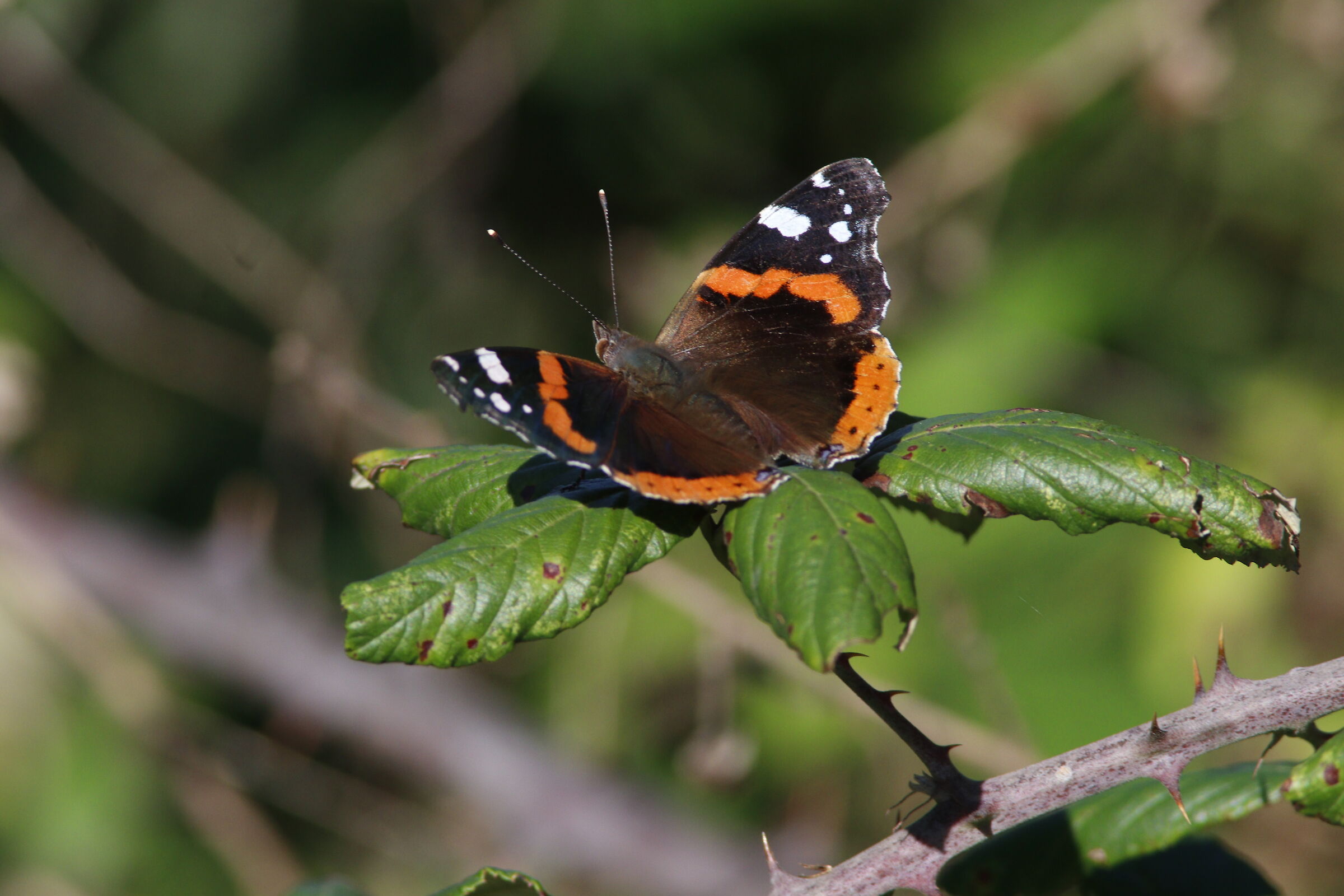 Vanessa Atalanta