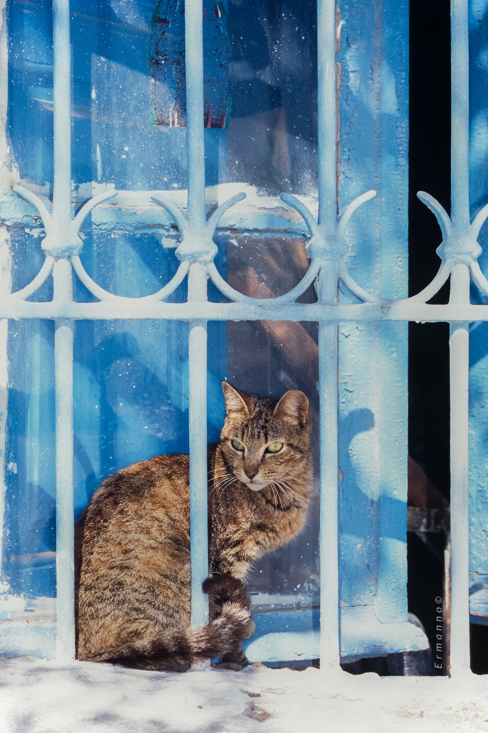 cat at the window